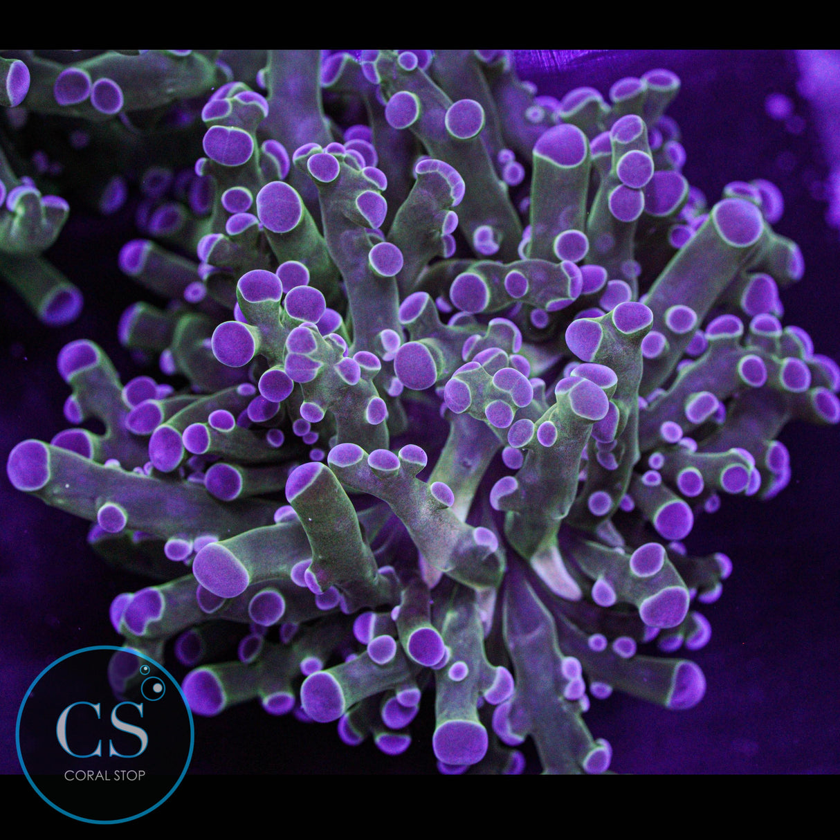 Gold Mouth Frogspawn