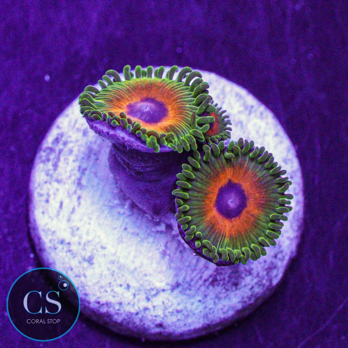 Reverse Rasta Zoa