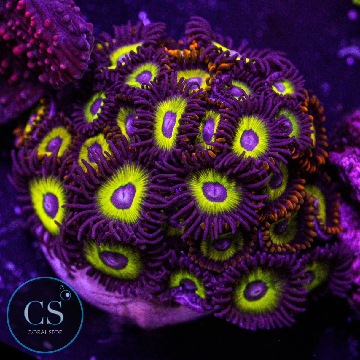 Combo Zoa