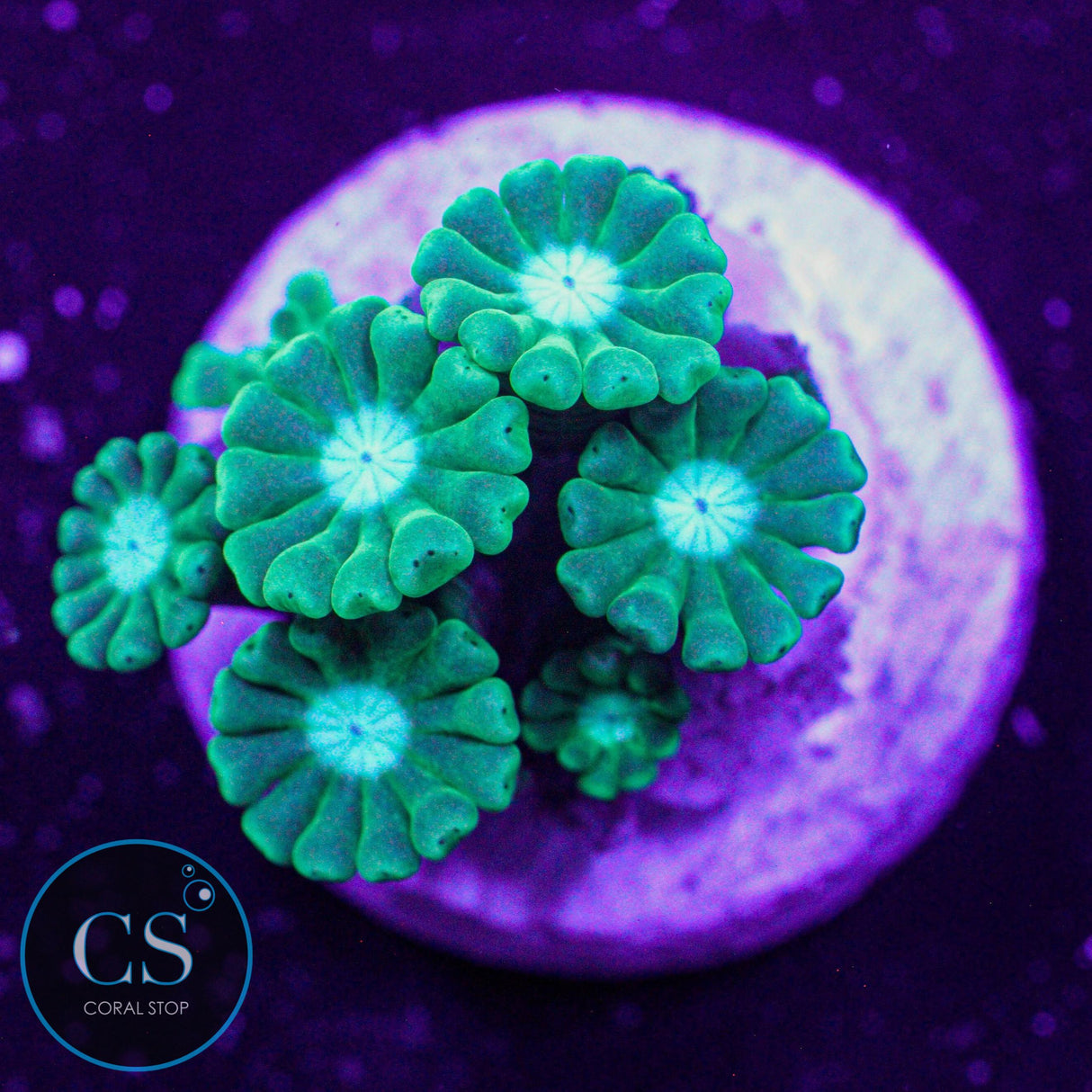 Blues Clues Alveopora