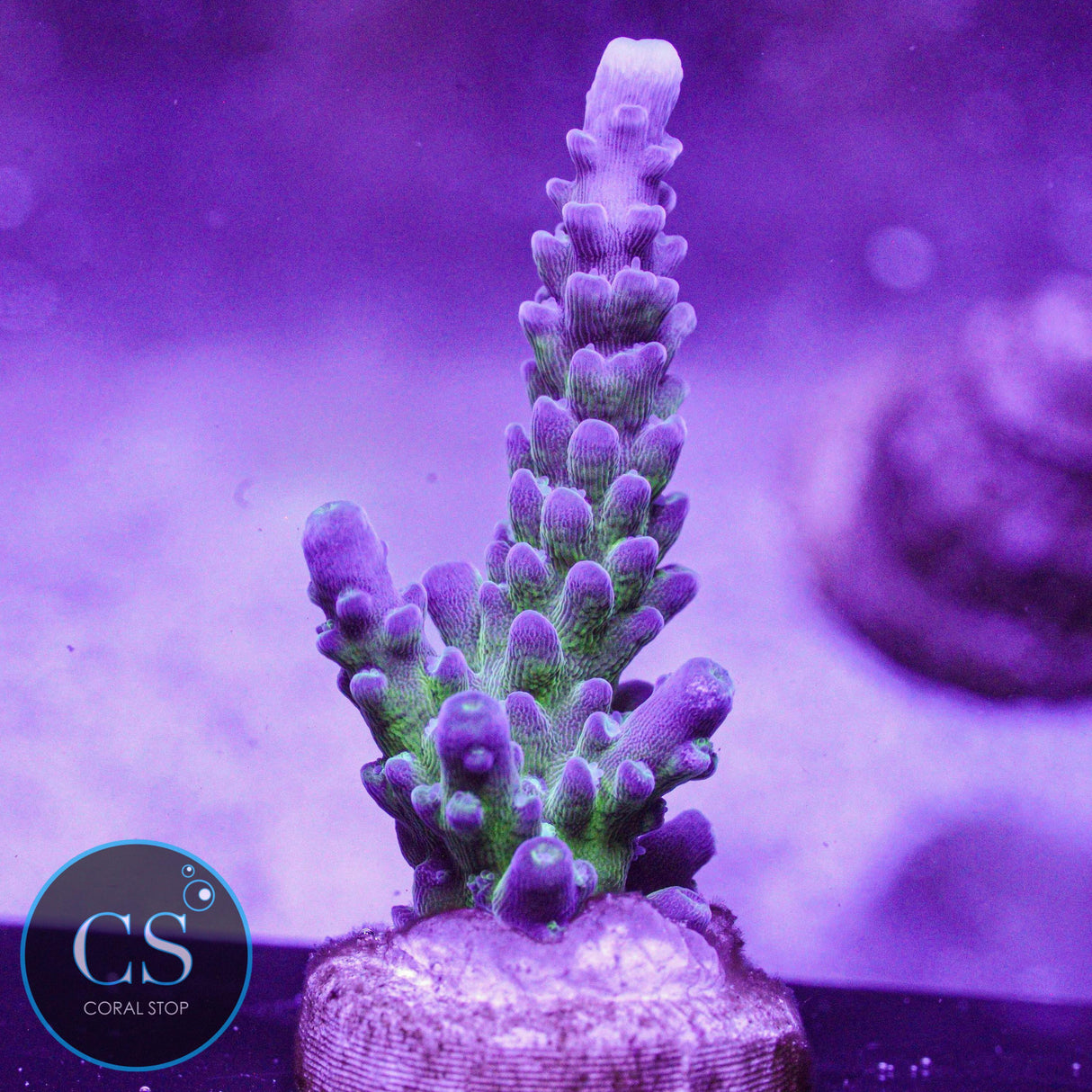 Cali Tort Acro