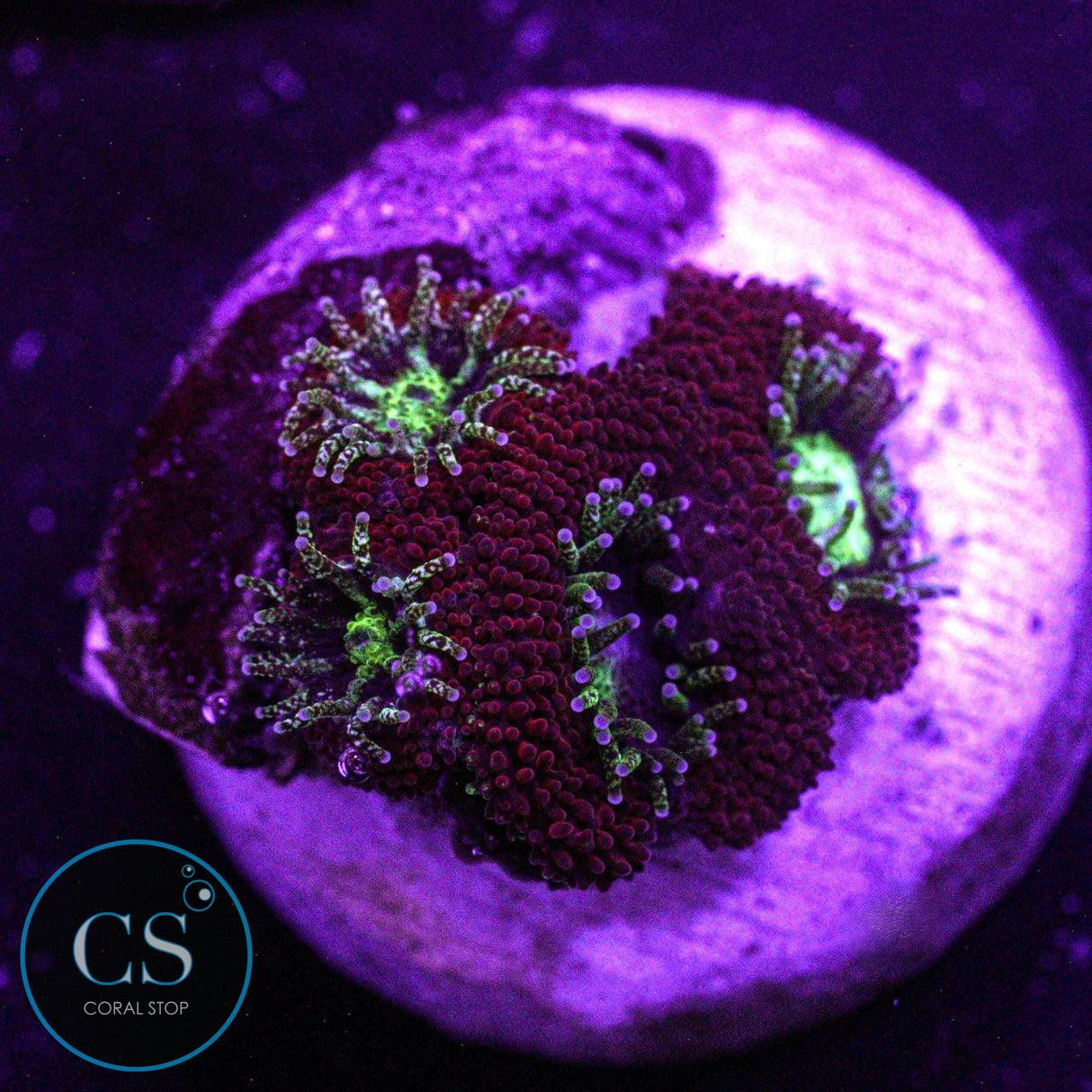 CS Gaslight Micromussa