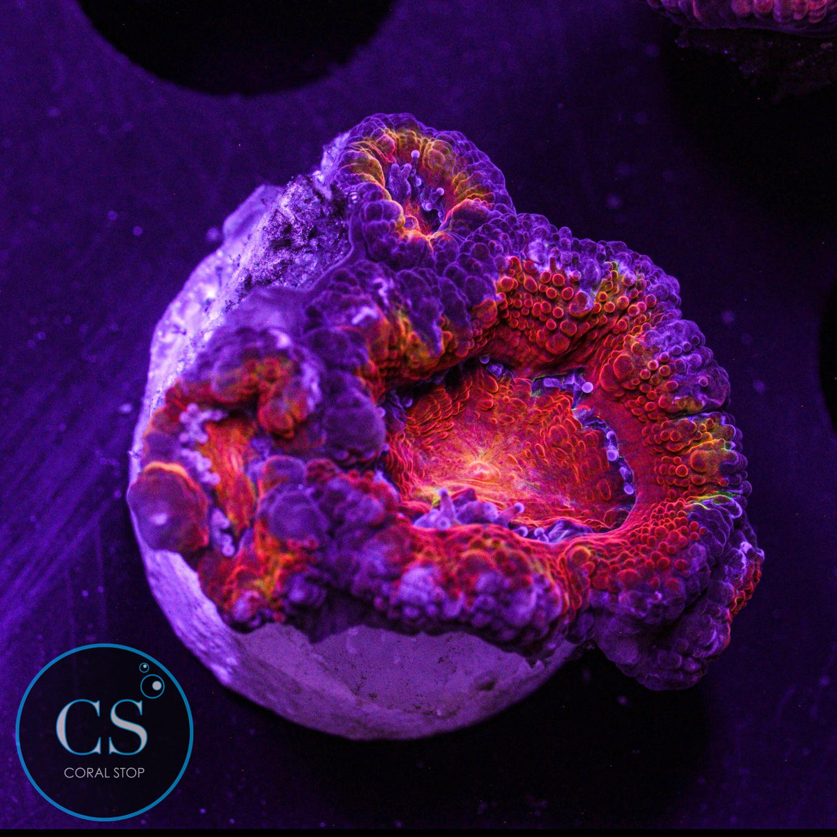 Hellboy Acan