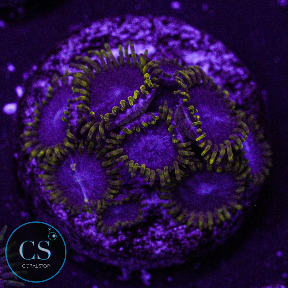 Blue Phoenix Zoa