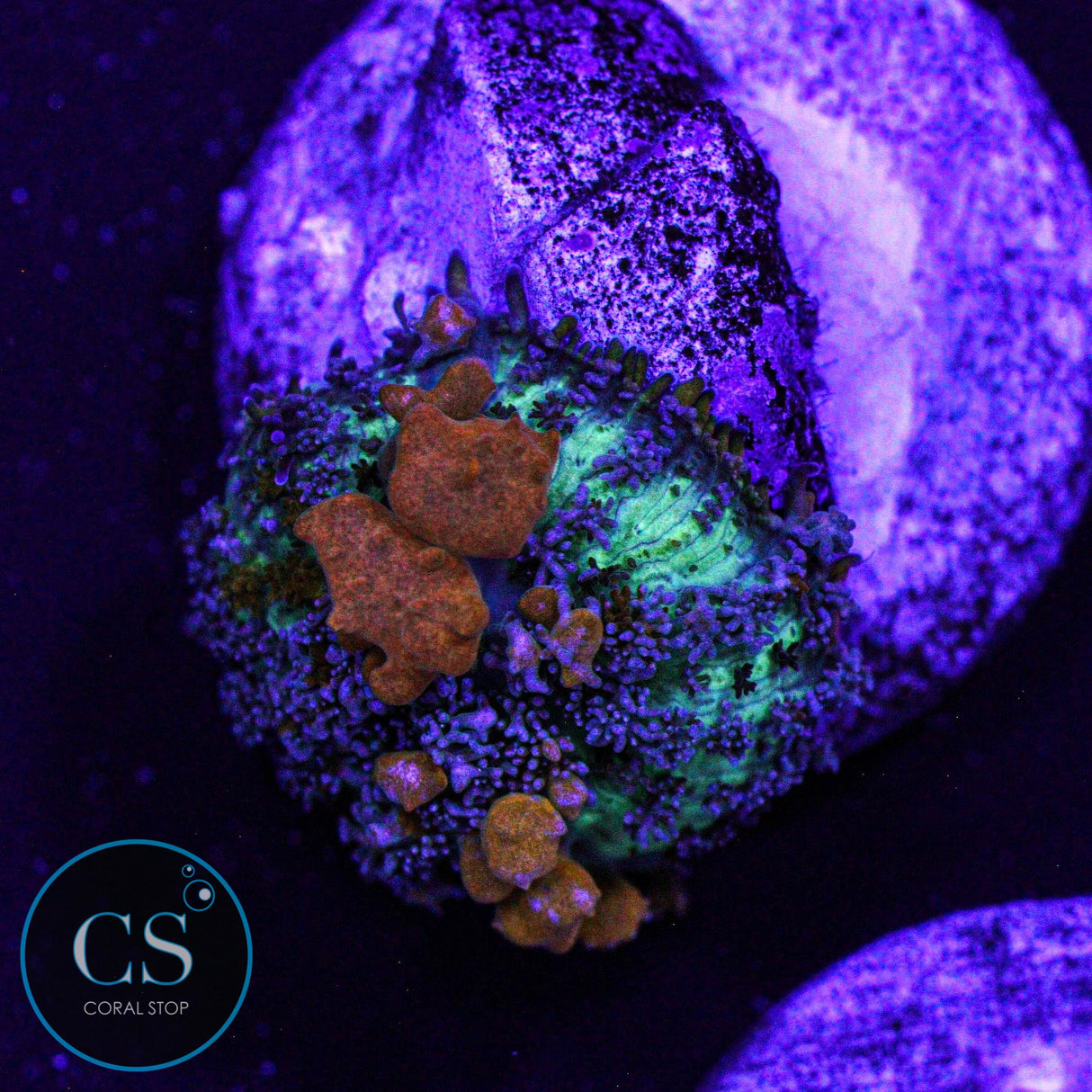 WWC Sunkist Sun Kissed Bounce Mushroom