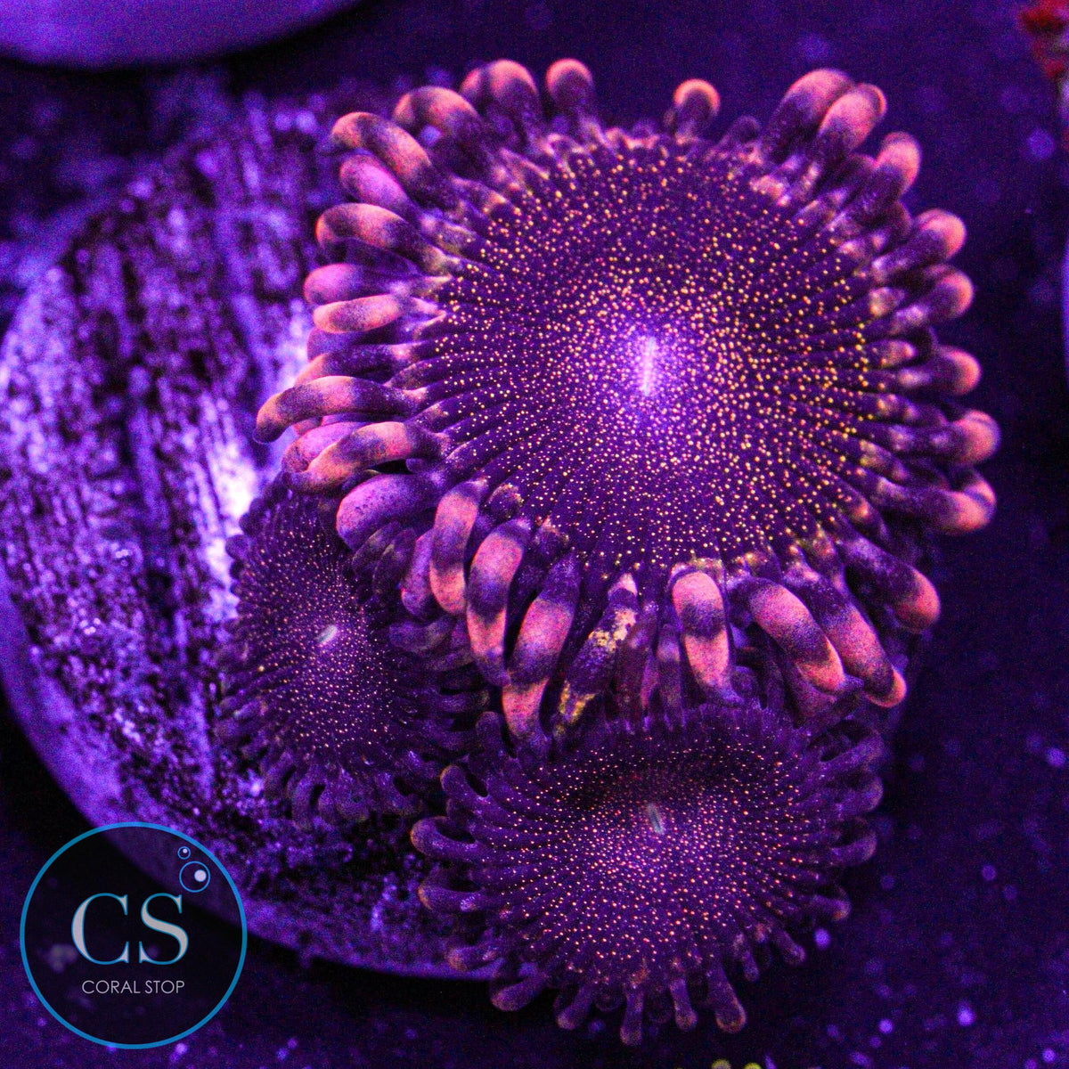 Orange Death Star Zoa