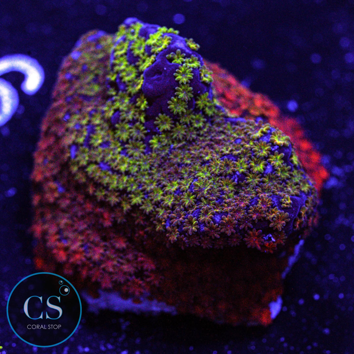 WWC Rainbow Montipora