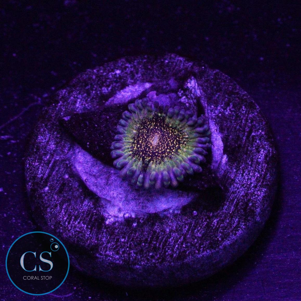 HR DEATH STAR ZOA
