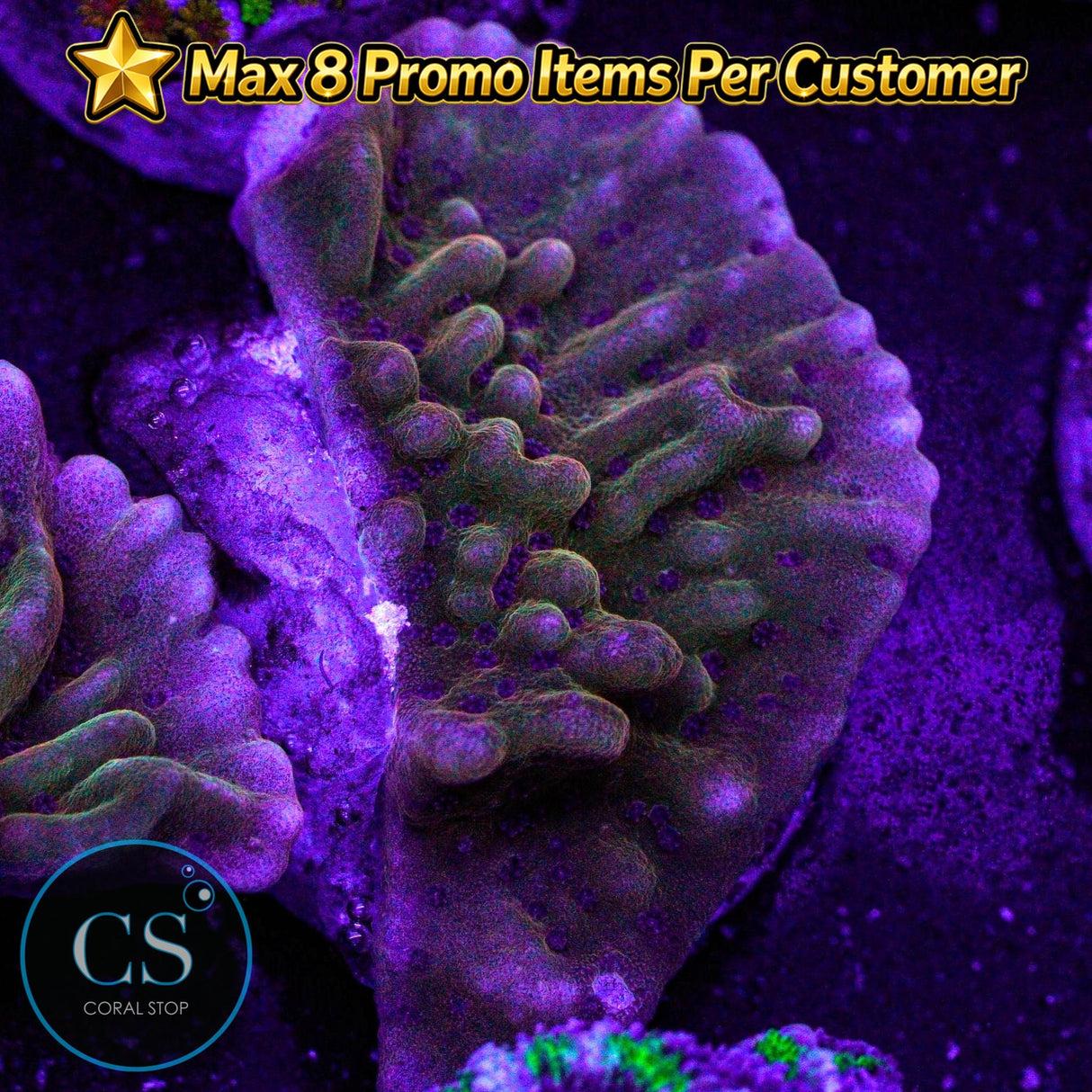 JF Scatter Brain Monti