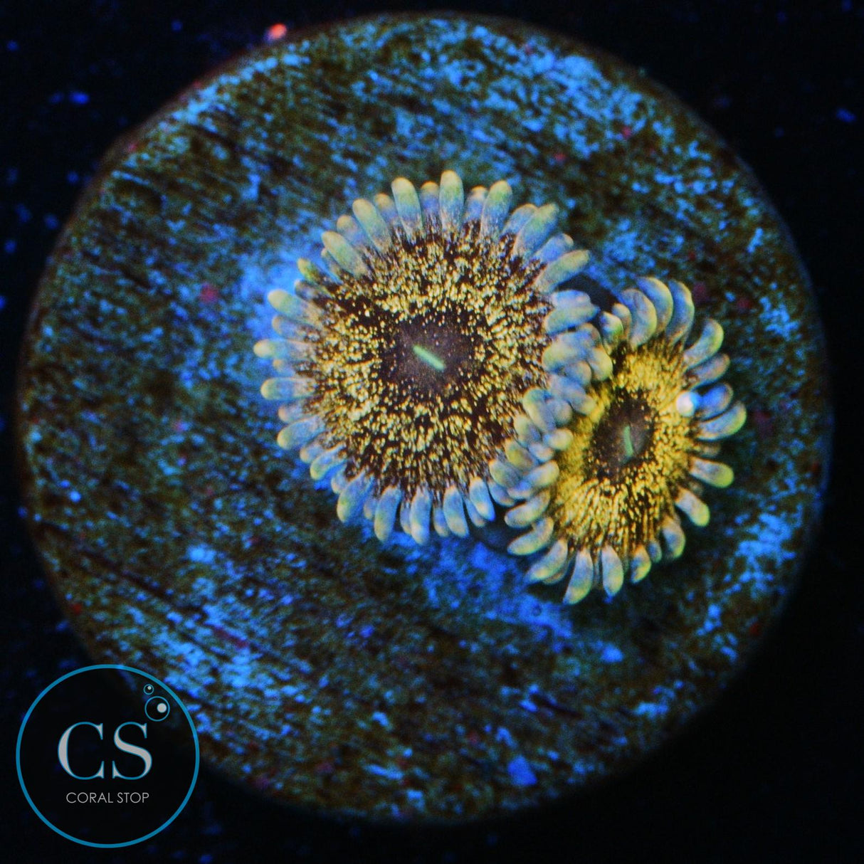 SOLAR CIRCUS ZOA