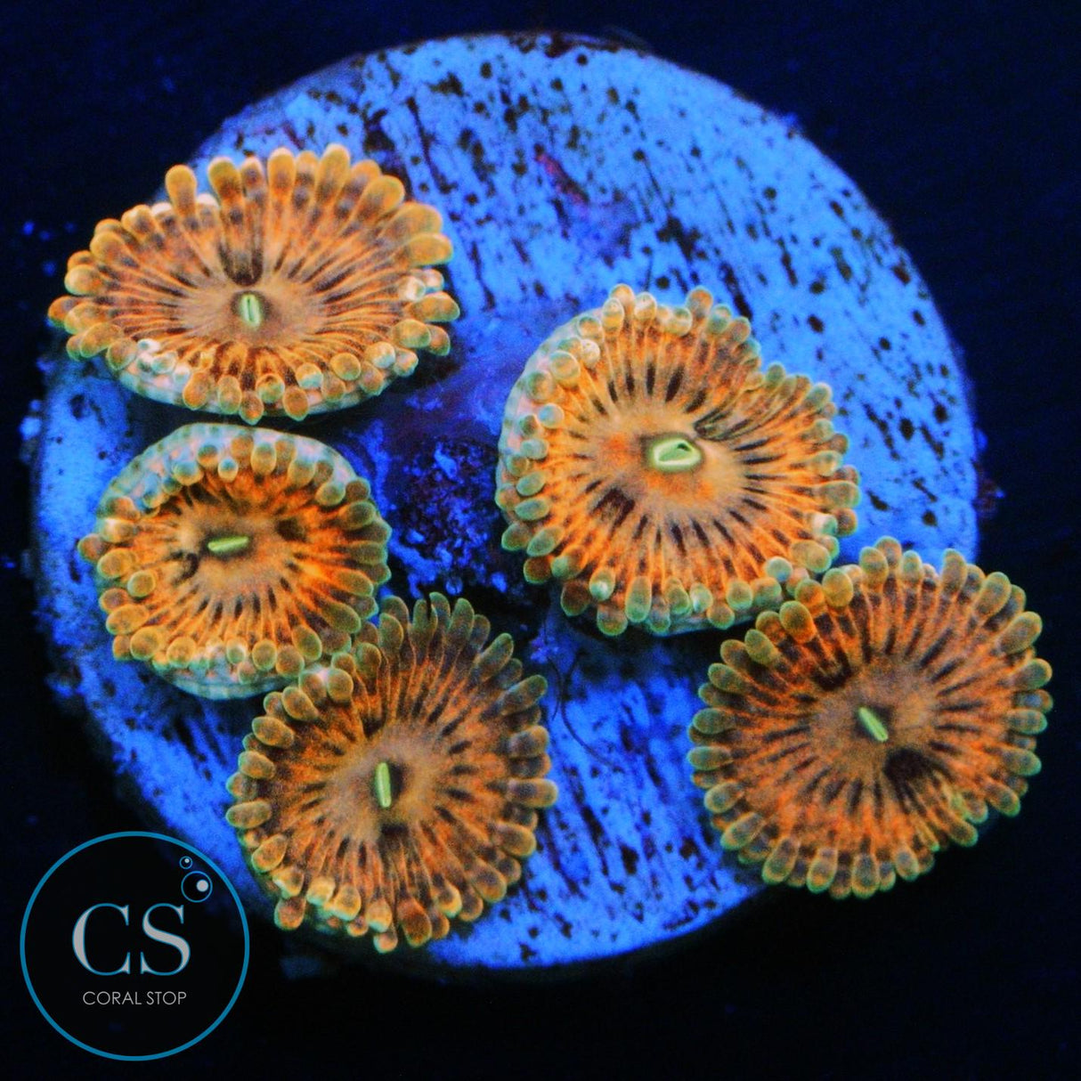FAIRY FART ZOA