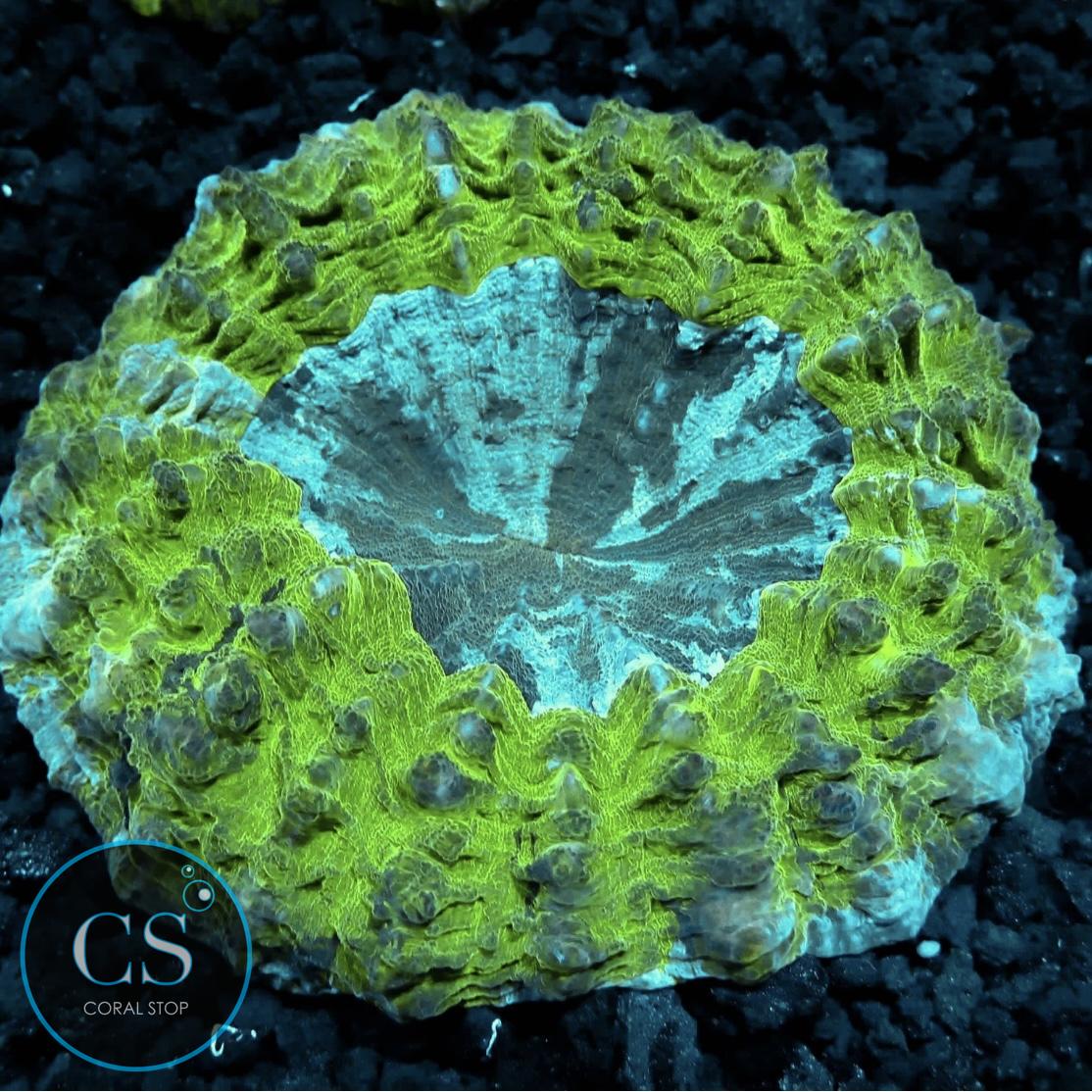 LARGE BLUE CENTER ACANTHOPHYLIA