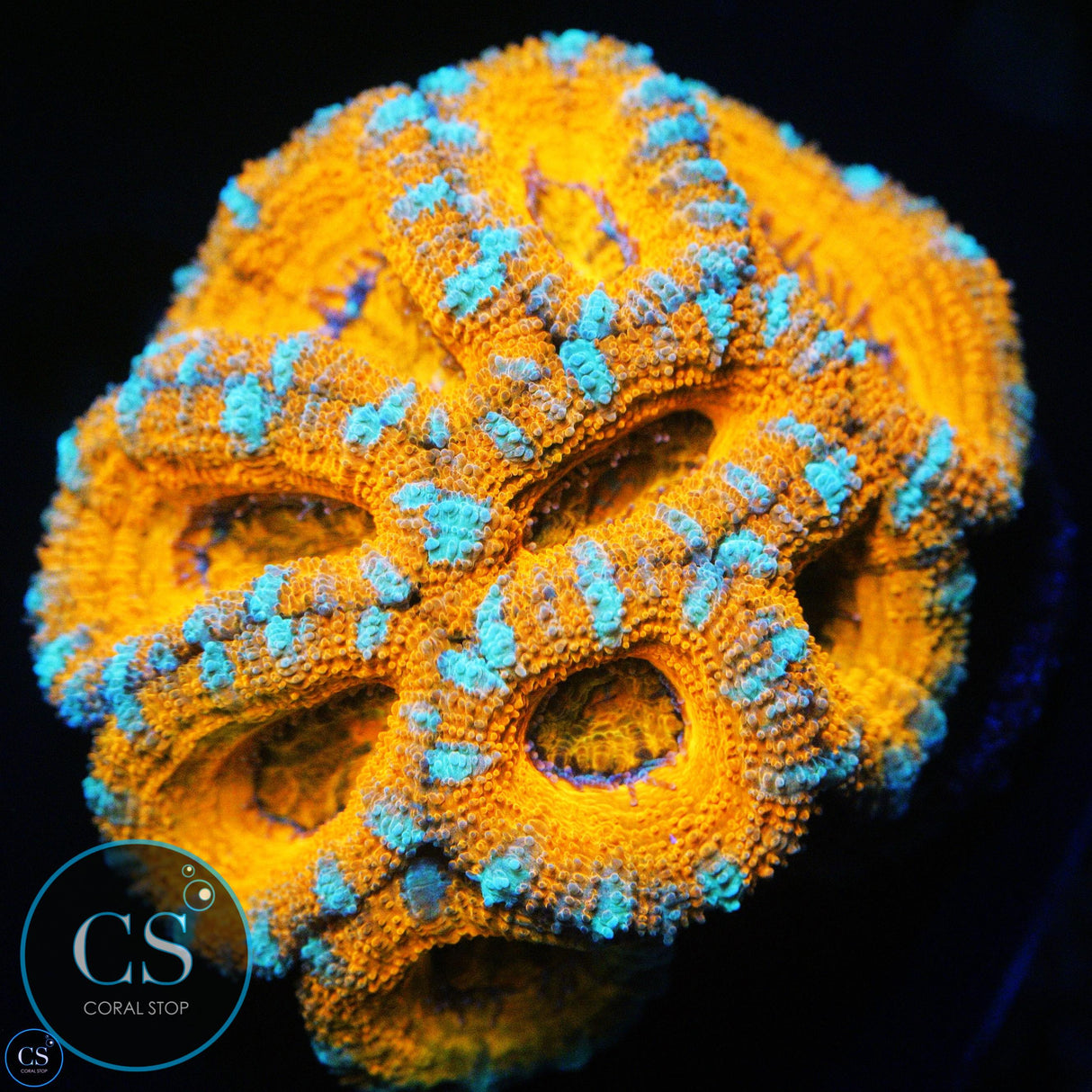 FROZEN CITRUS ACAN COLONY