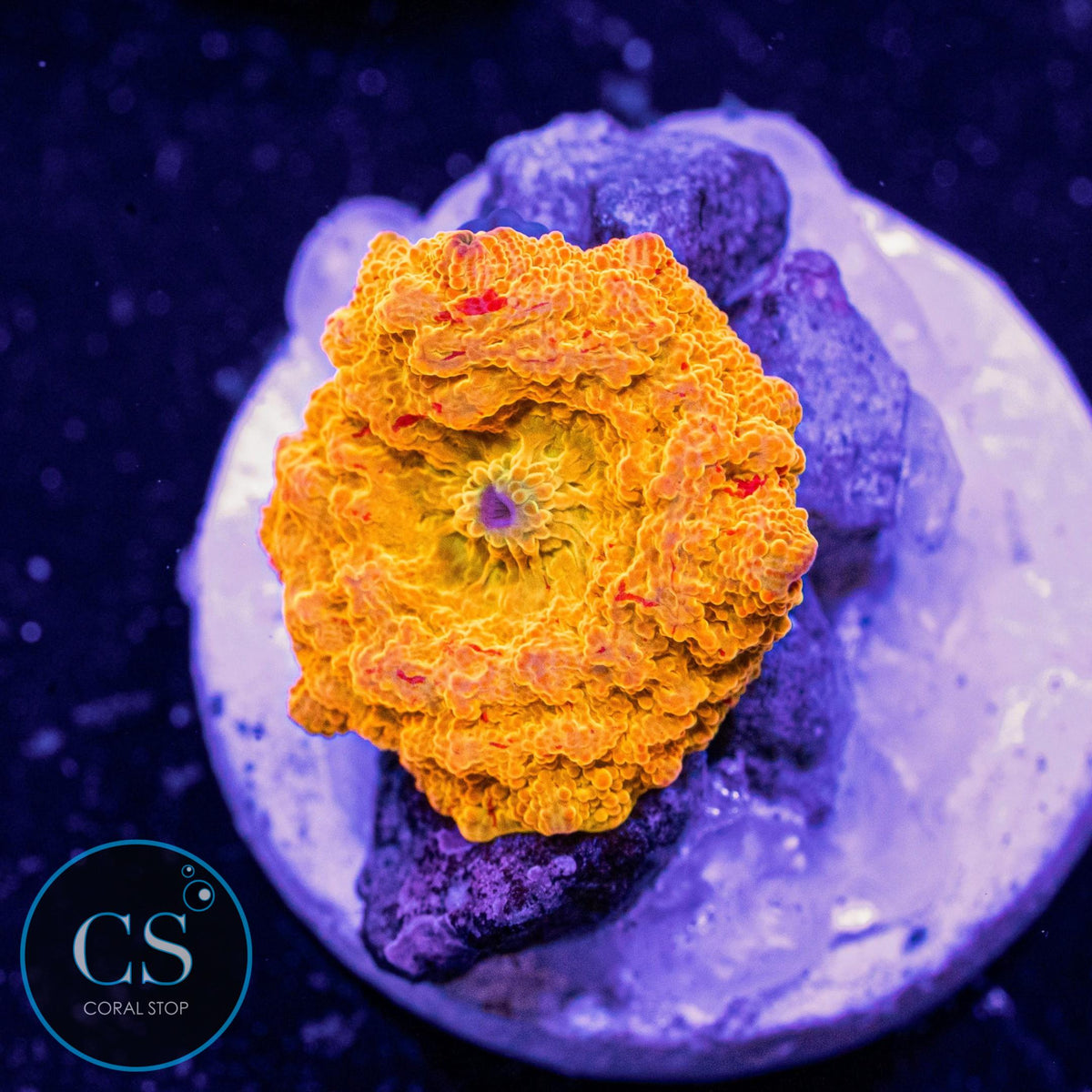 Poletti Jawbreaker Mushroom