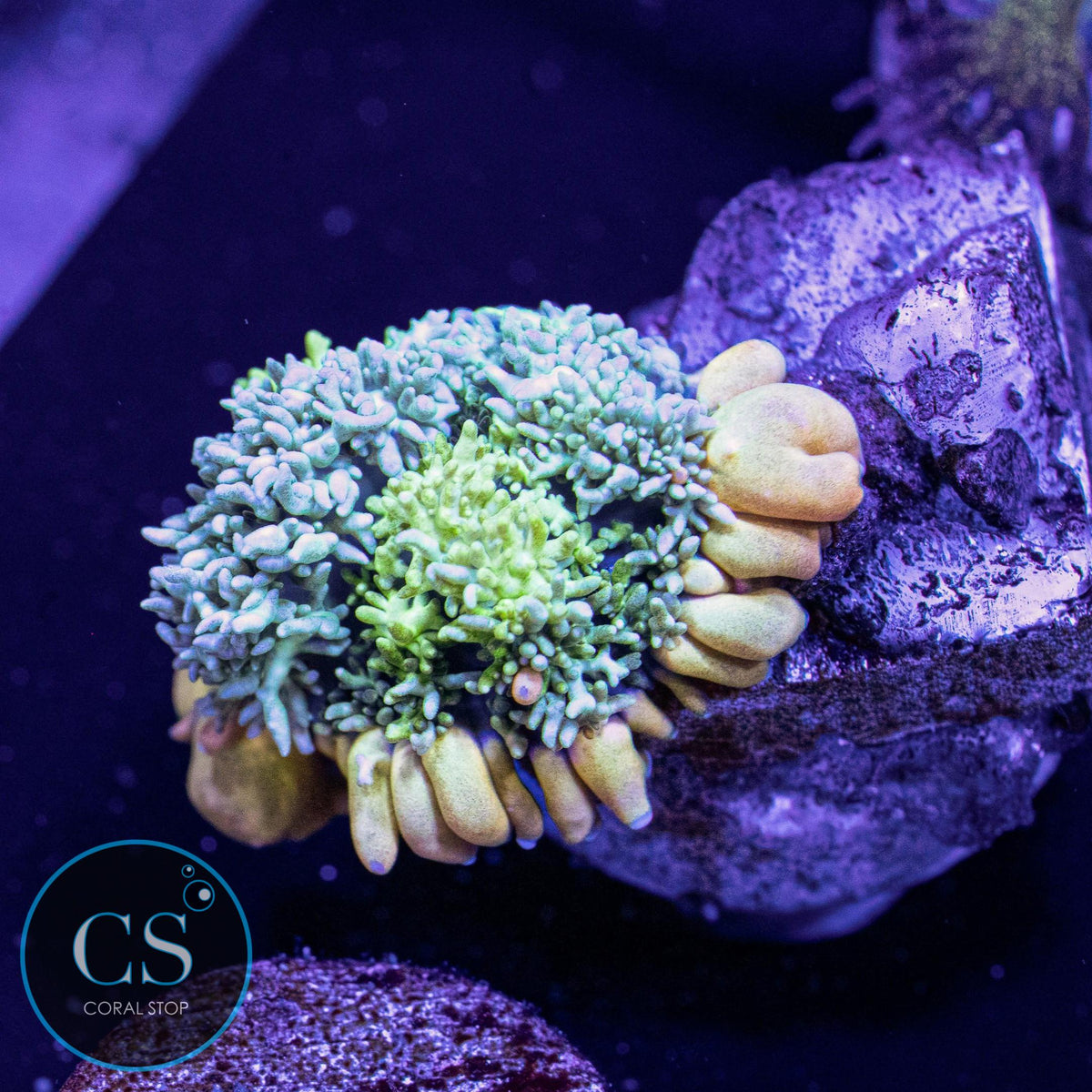 Rare Yellow Skirt Frankenstein Bounce Mushroom
