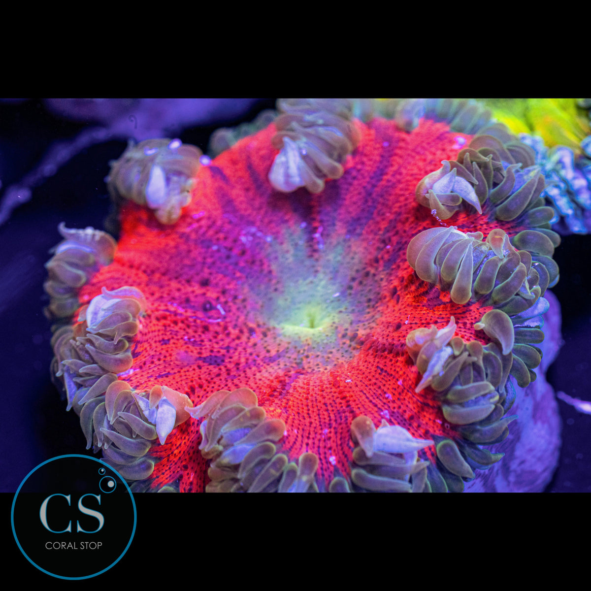 Fire Blaze Rock Flower Anemone