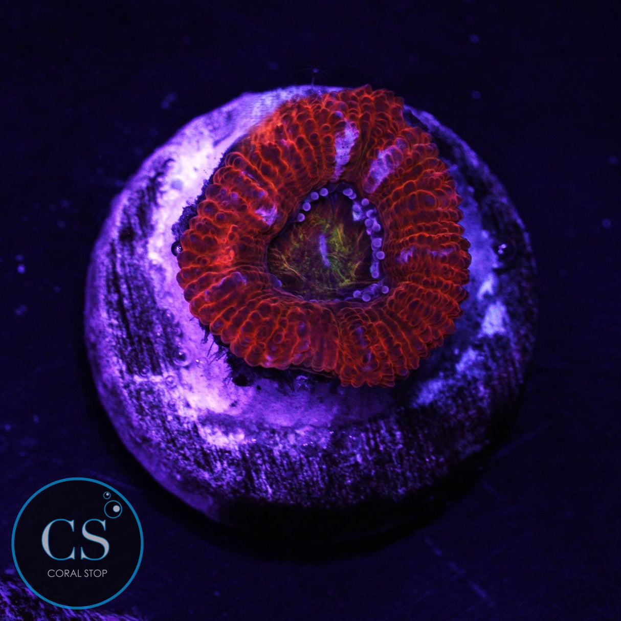 Rainbow Acan