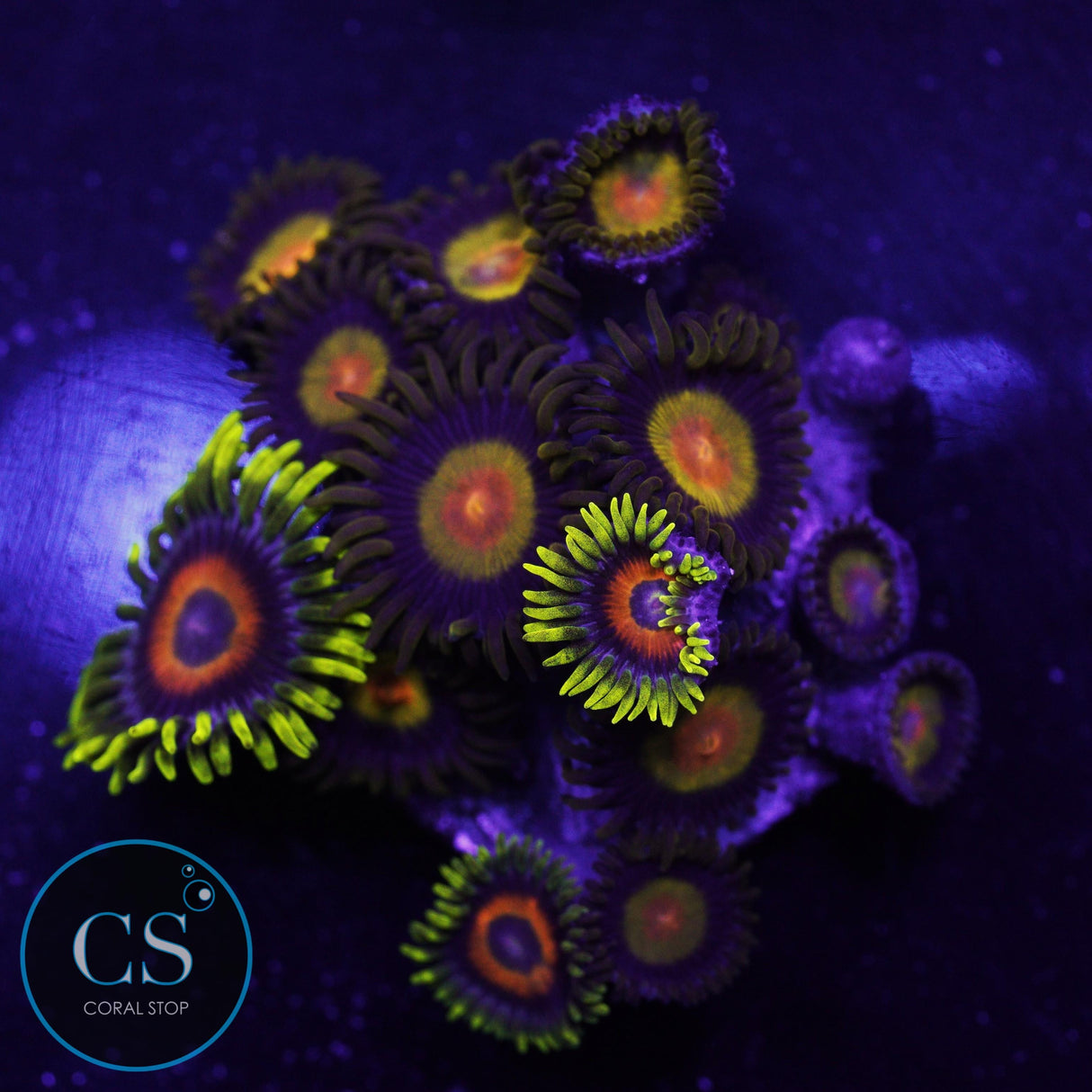 King Midas Zoa