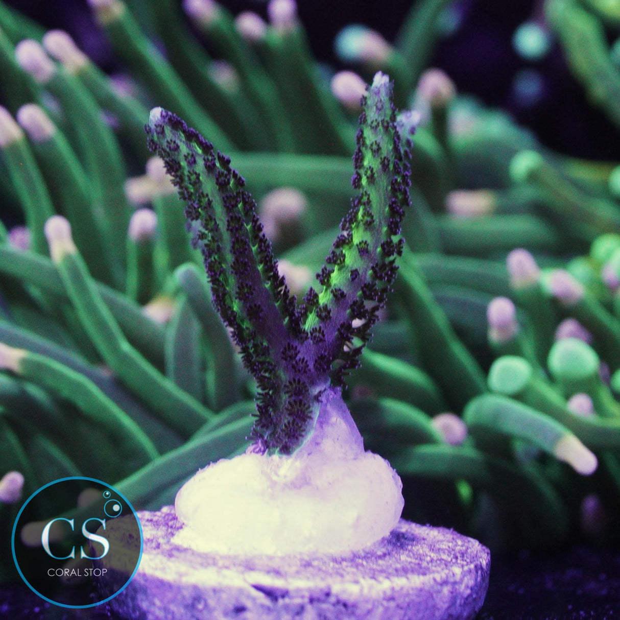 Bird Of Paradise Birdsnest