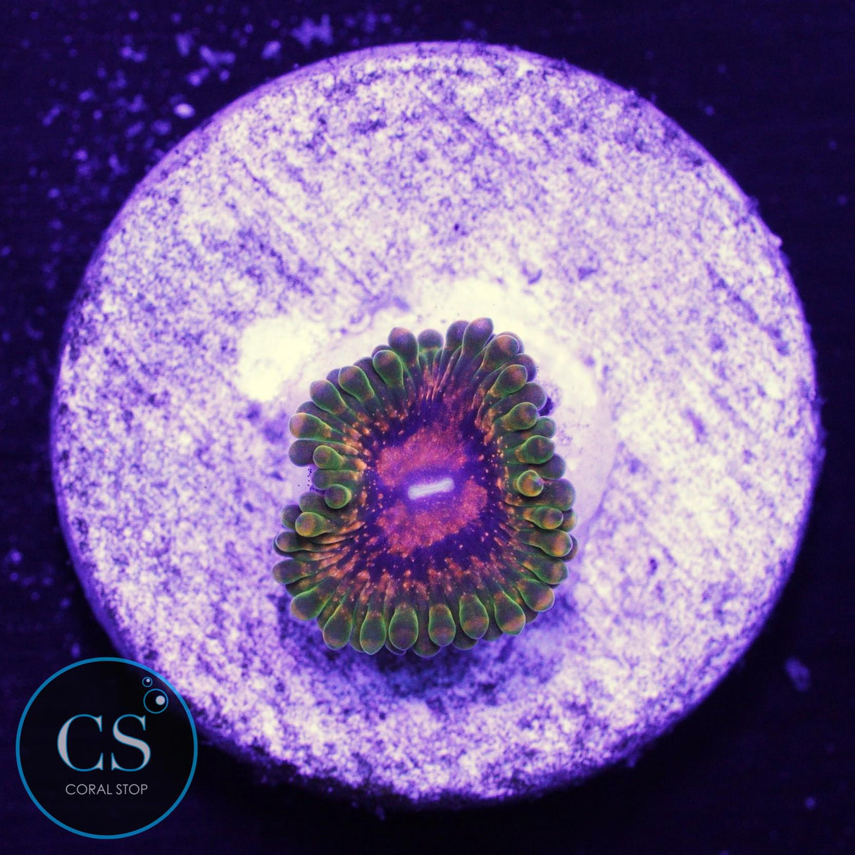 Grand Master Krak GMK ZOA