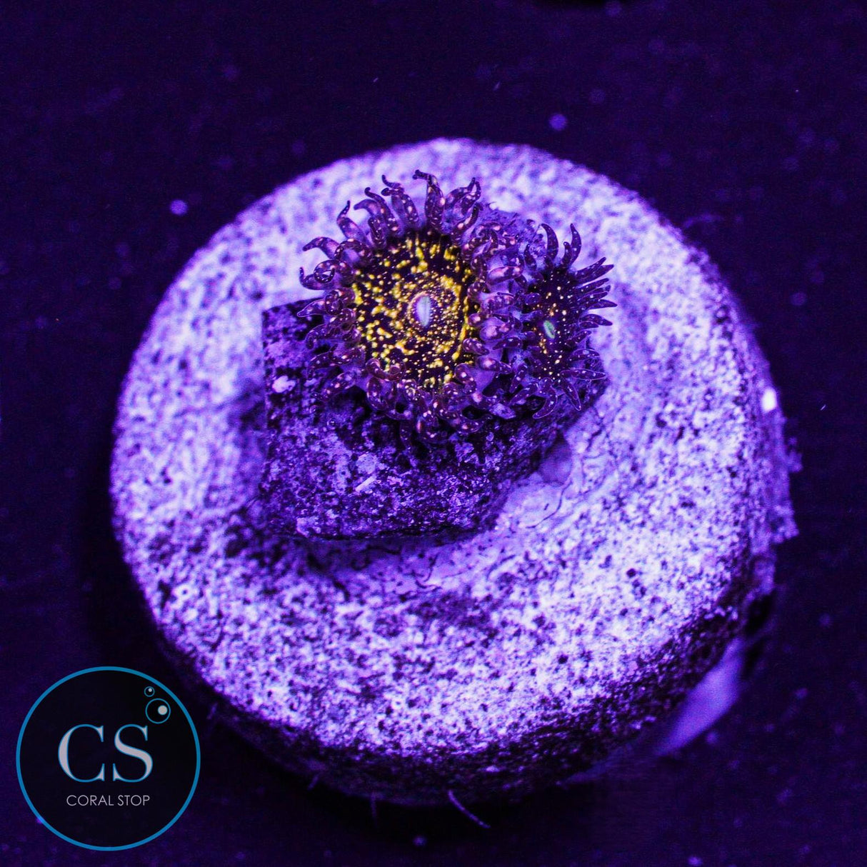 JF Frankie's Acid Trip Zoa