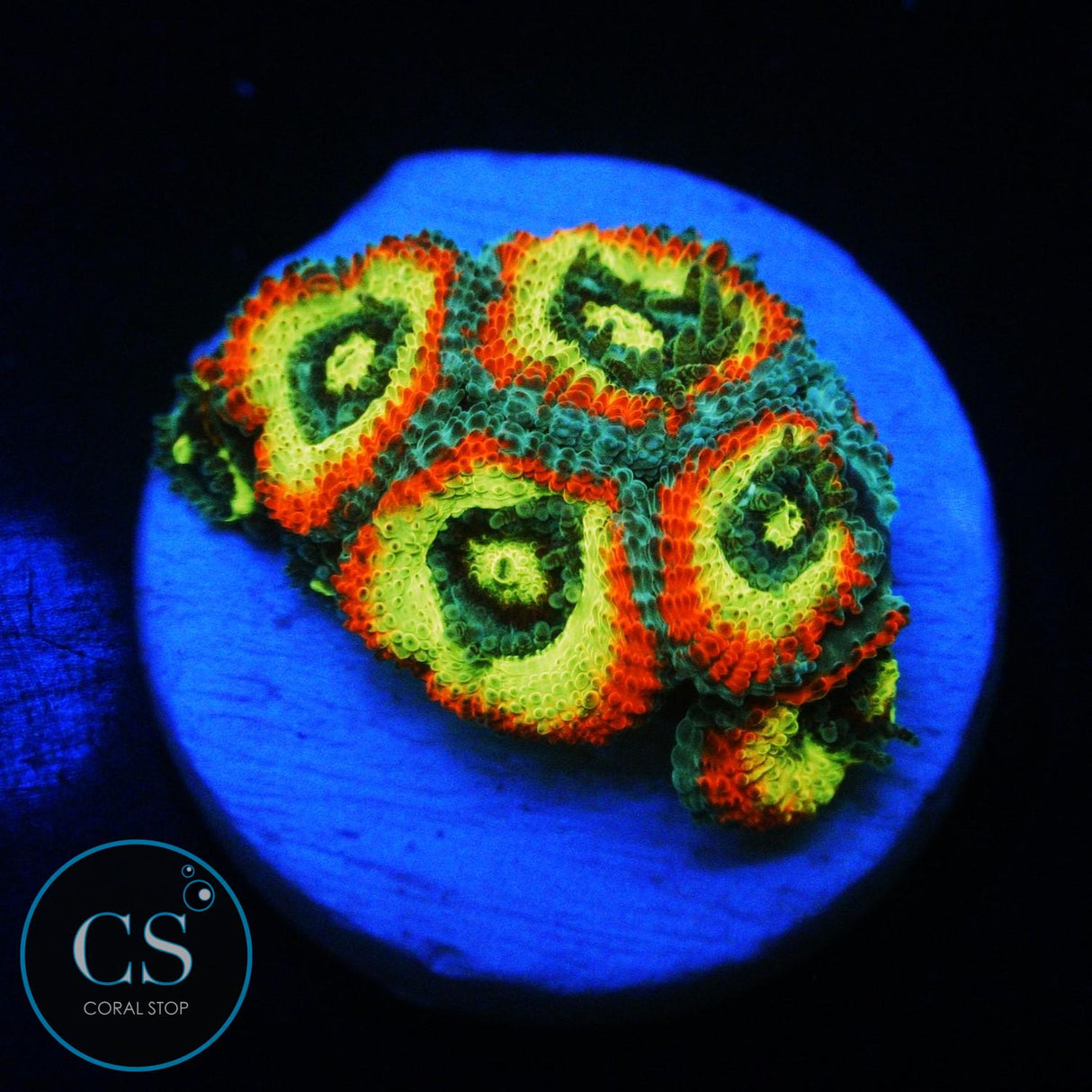 HOLY GRAIL MICROMUSSA