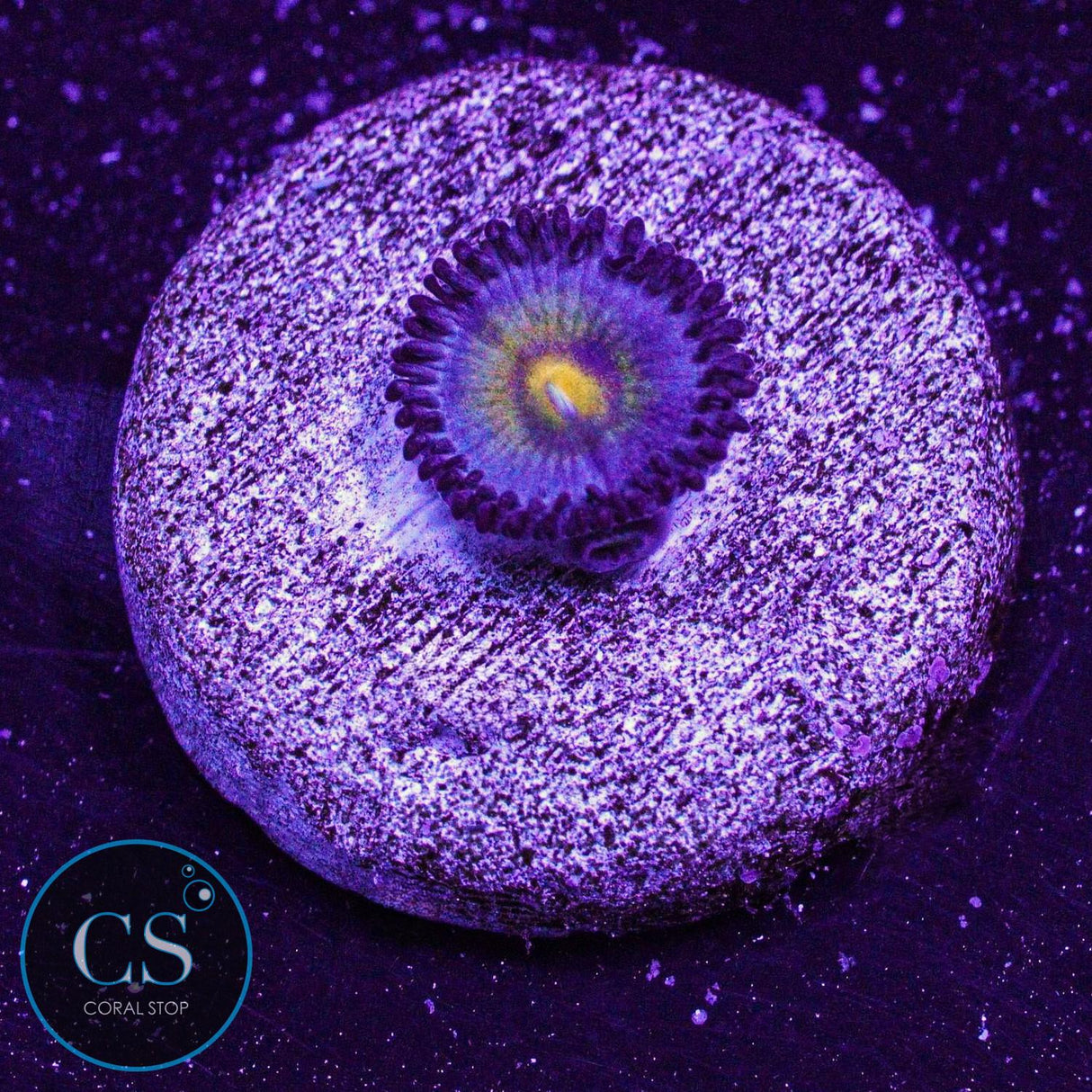 OG Wolverine Zoa
