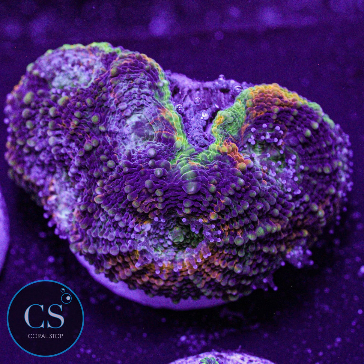 Rainbow Acan Echinata