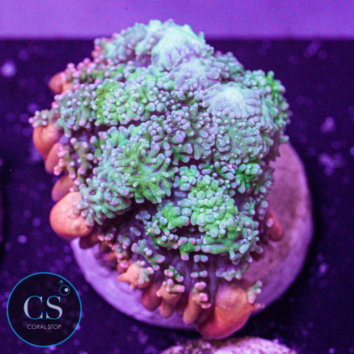 Frankenstein's Monster Bounce Mushroom
