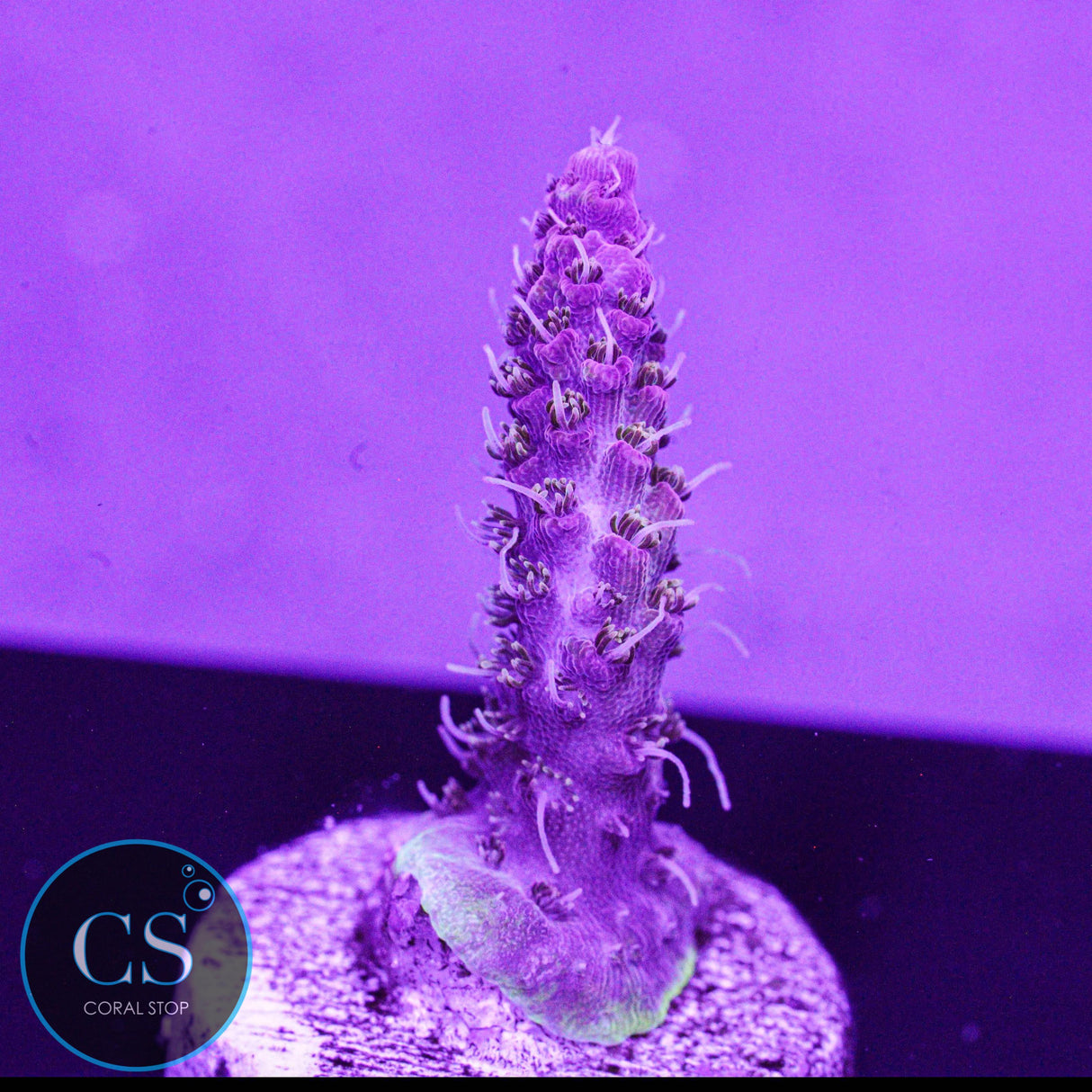 CB Gumdrop Acro