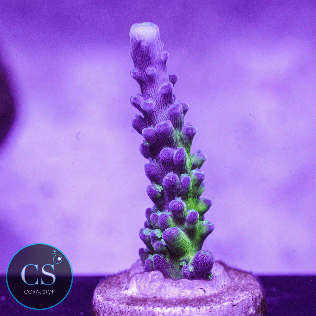 Cali Tort Acro