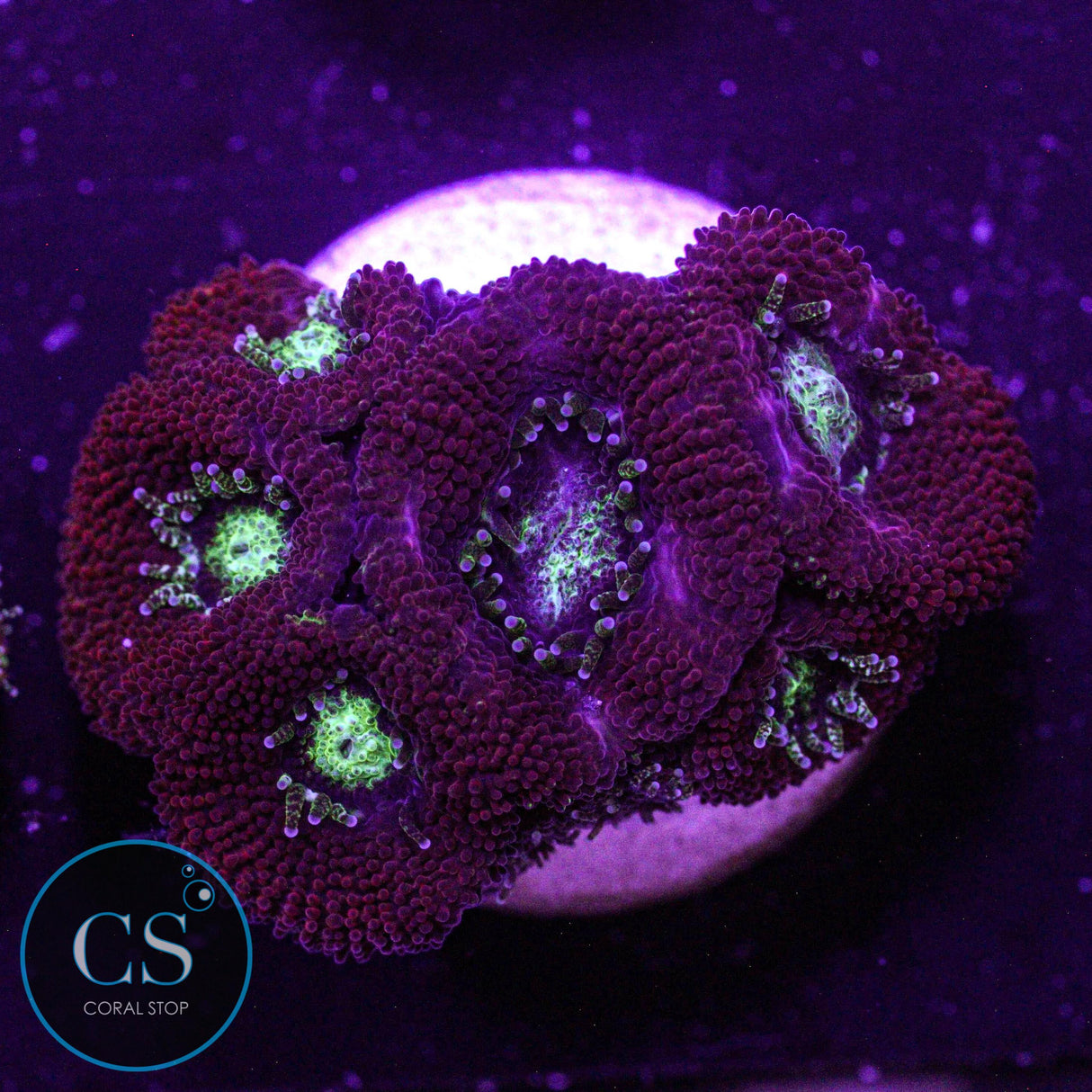 CS Gaslight Micromussa