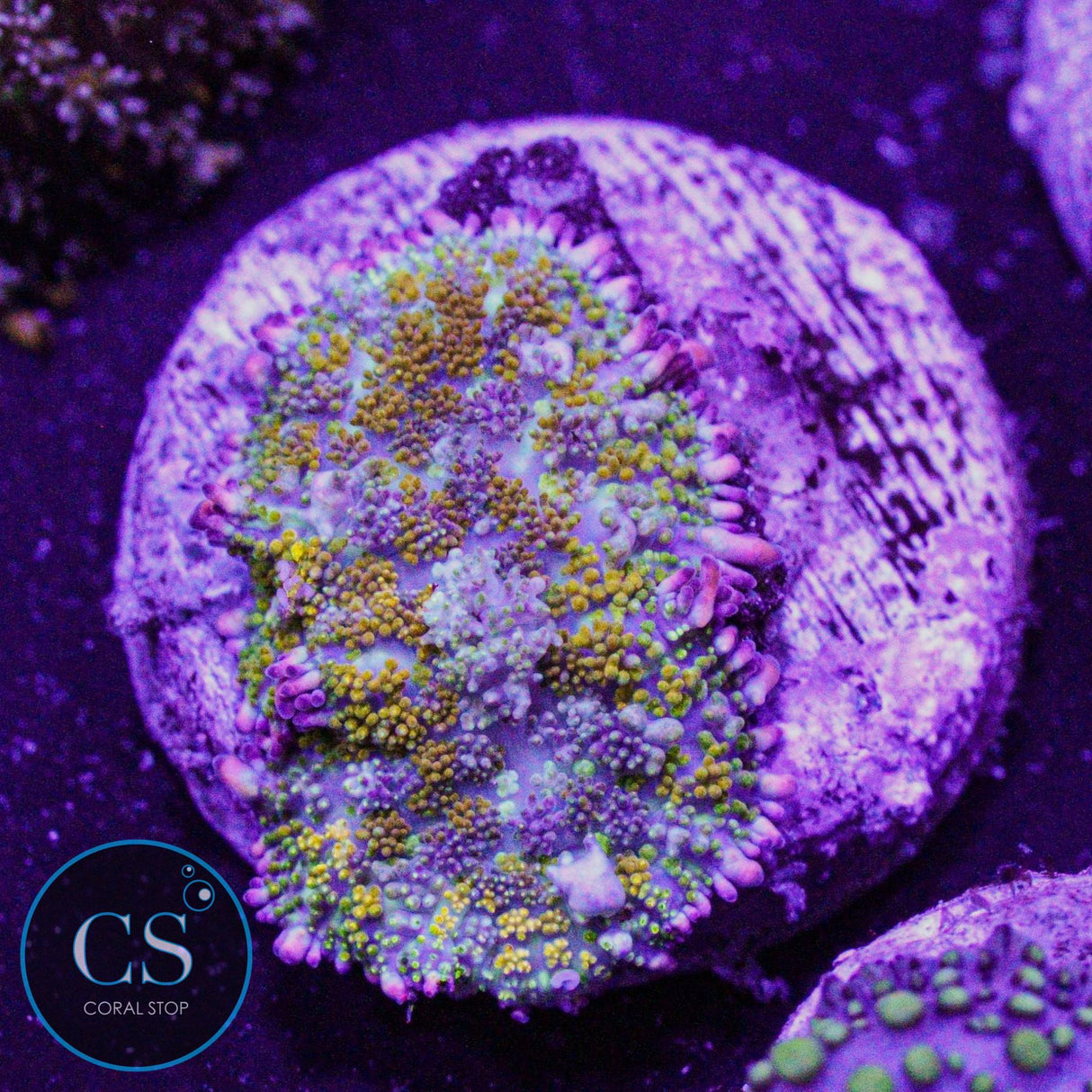 Gonzo Gold Dragon Bounce Mushroom