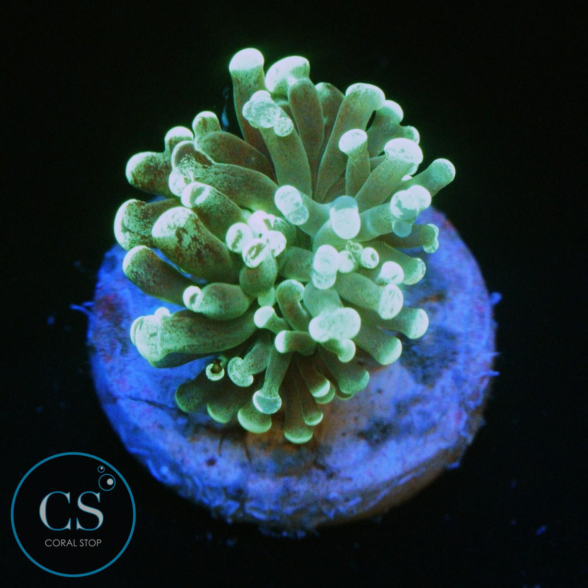 GREEN SPLATTER HAMMER