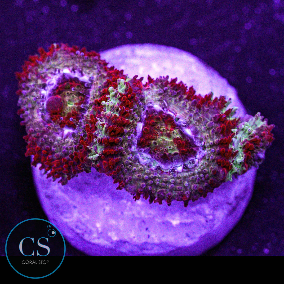 CS New Release Gushers Micromussa