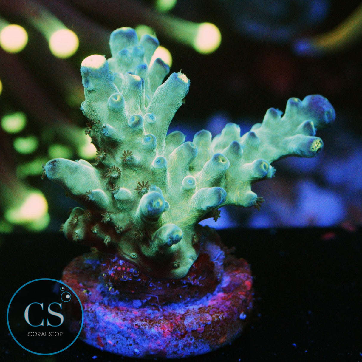 WWC YELLOW TIP ACRO