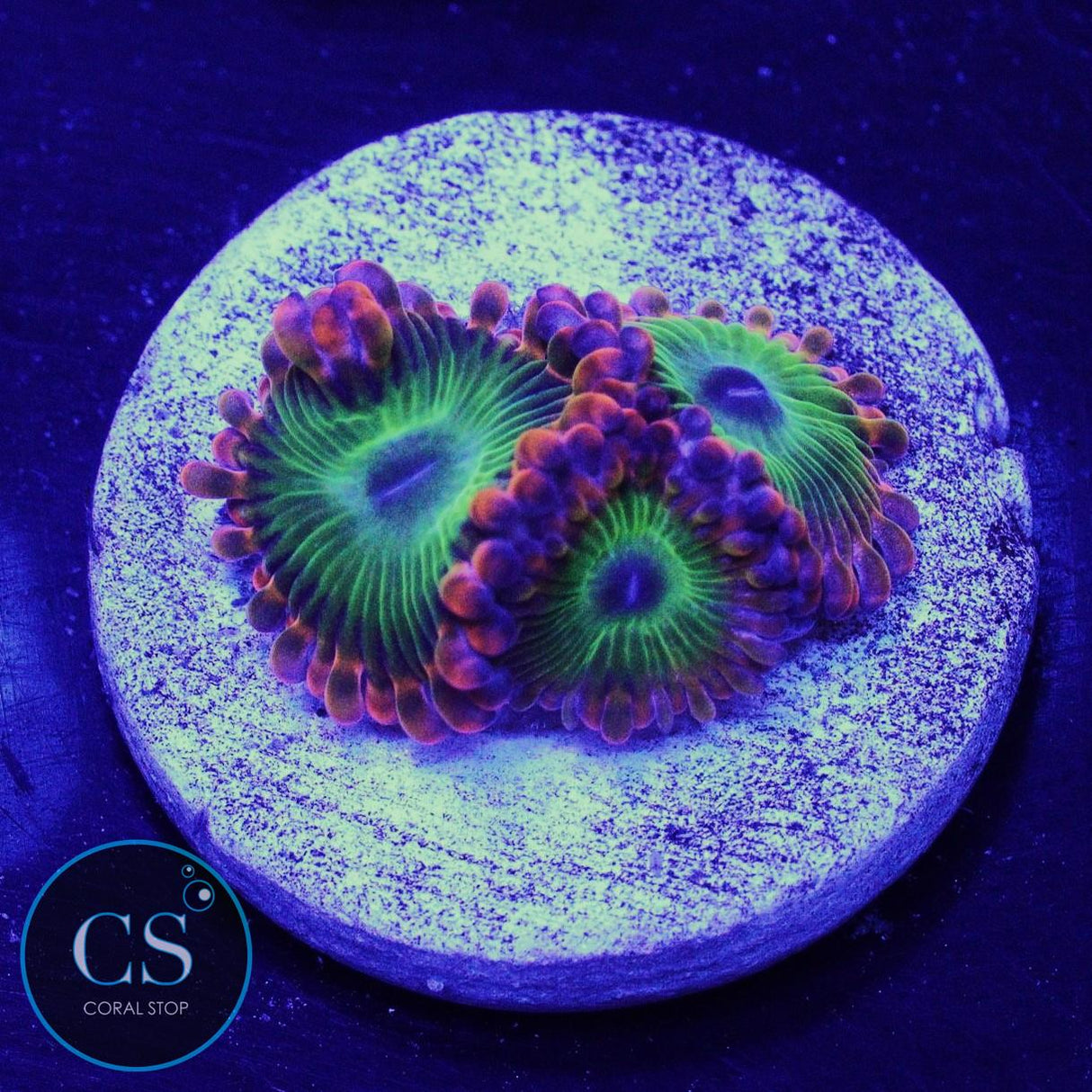 Electric Oompa Loompa Zoa