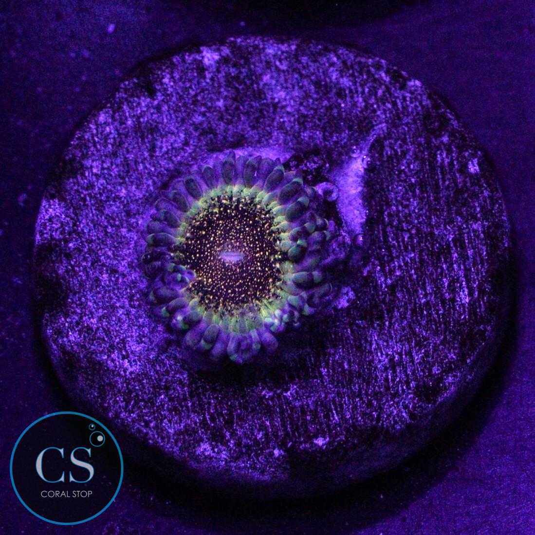 HR DEATH STAR ZOA