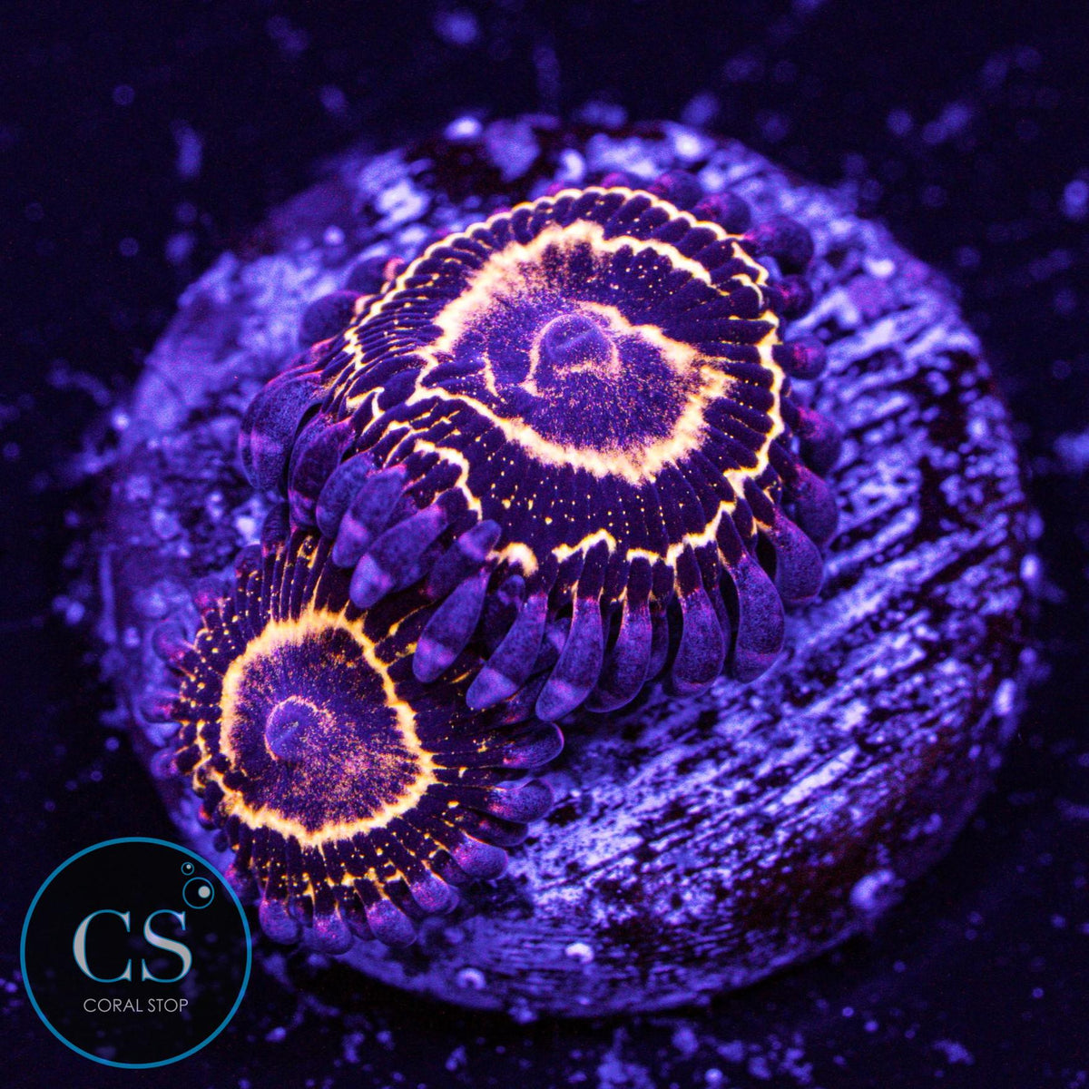 Stratosphere Zoa