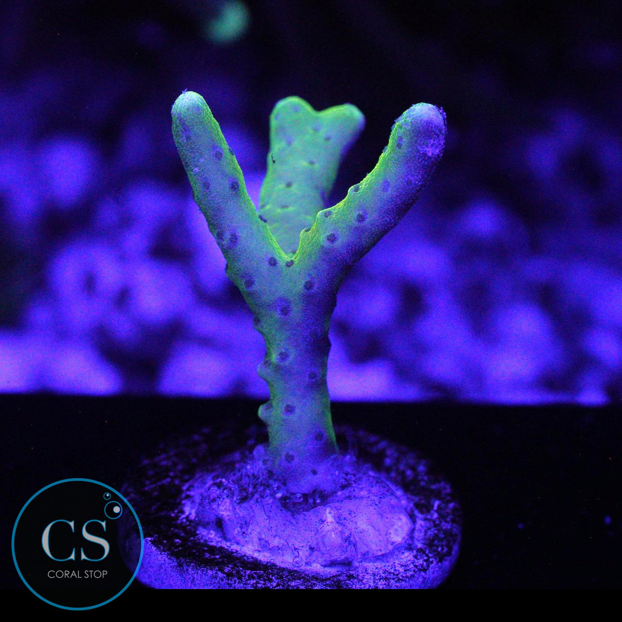 GOLDENROD ANACROPORA