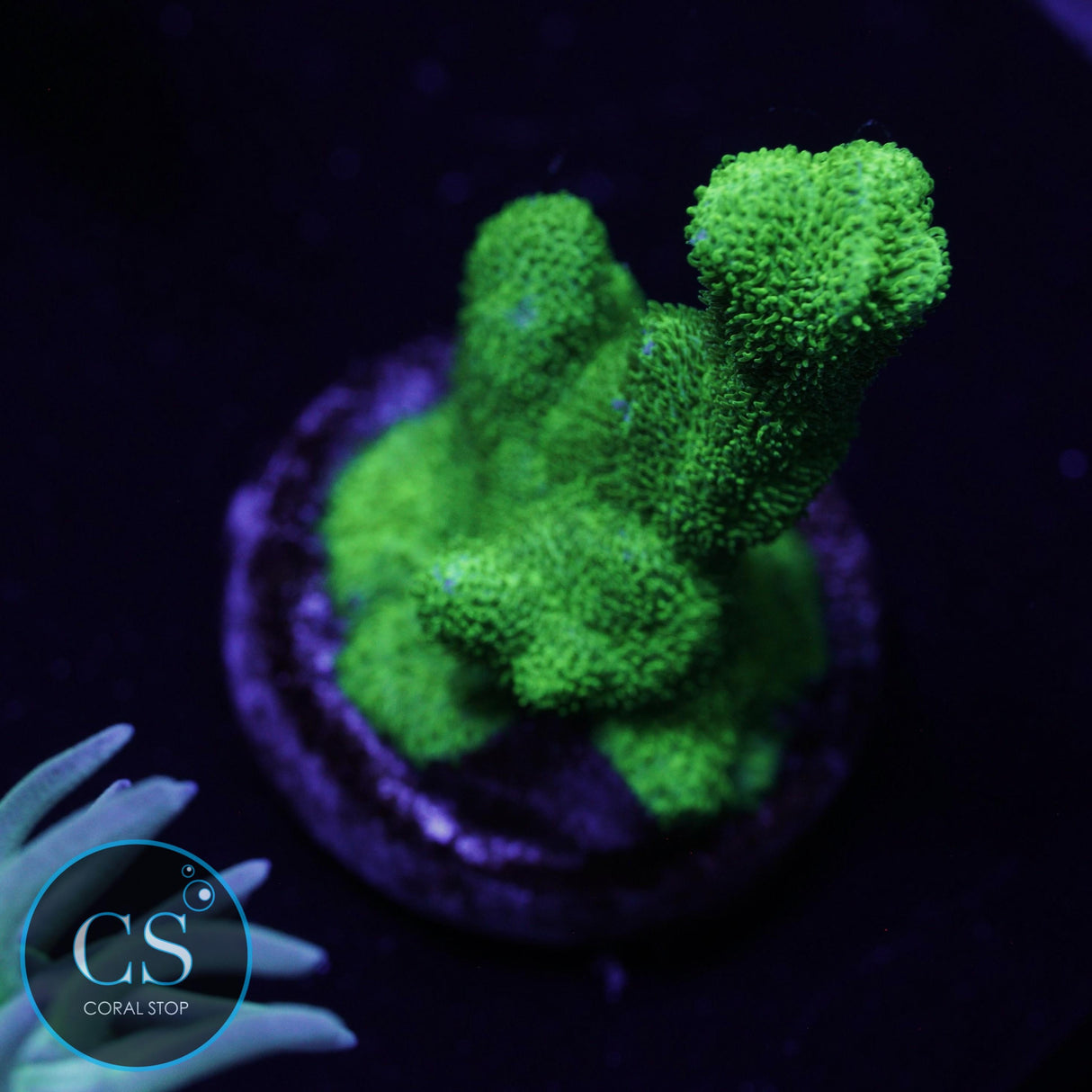 GREEN BRANCH PSAMMOCORA