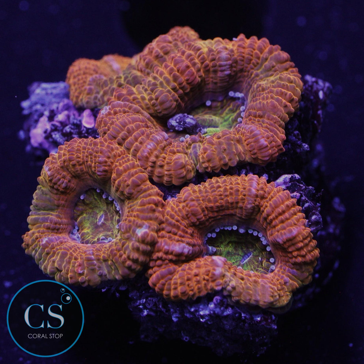 AUSSIE ACAN