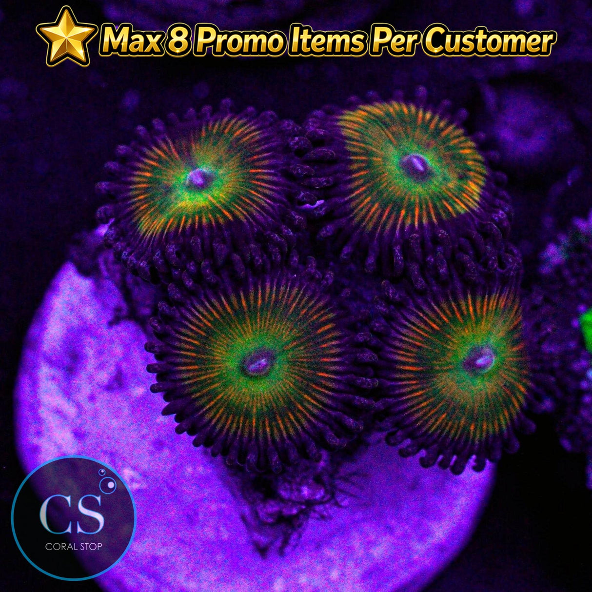 Raptor Rainbow Zoa