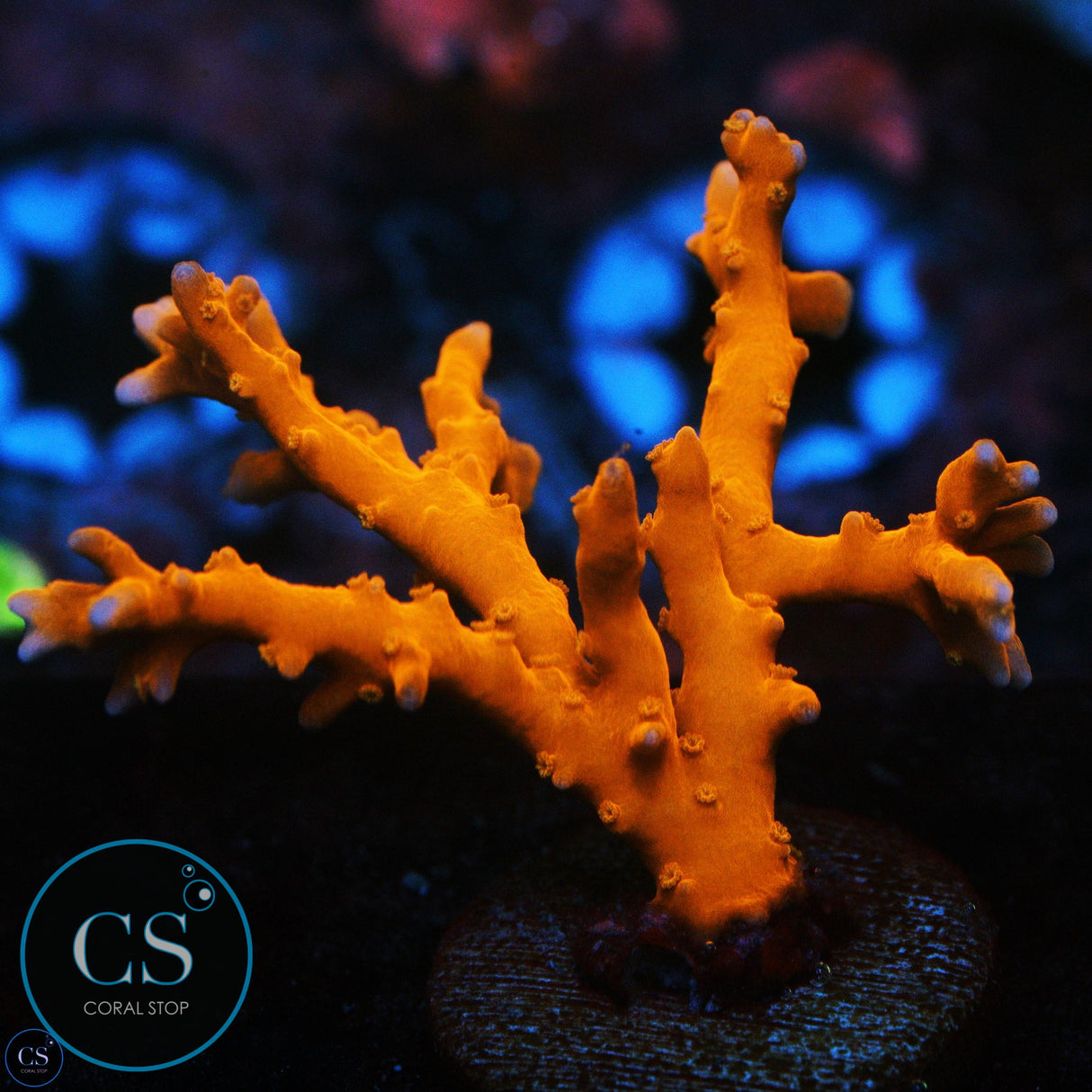 JF TNT ANACROPORA