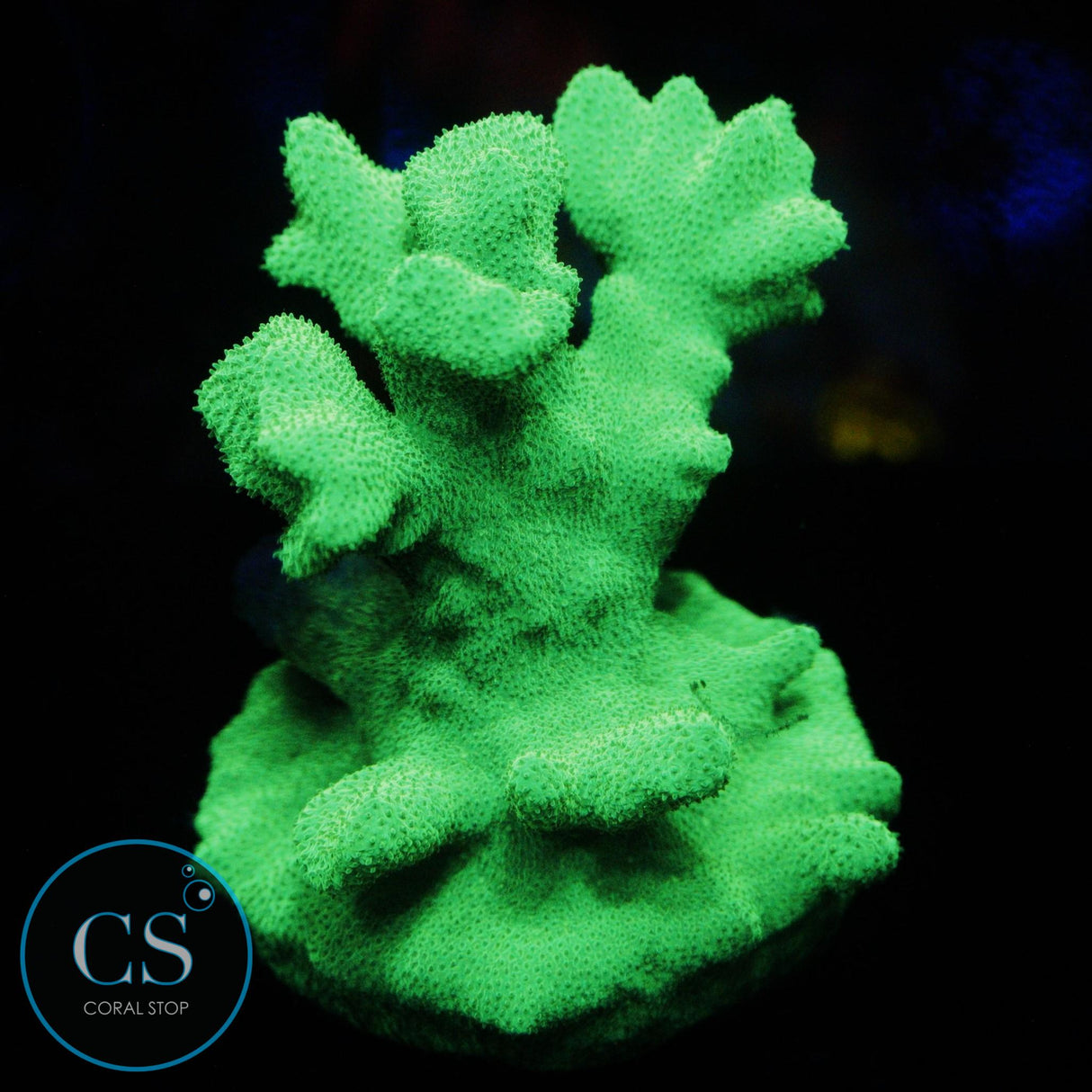 GREEN BRANCH PSAMMACORA
