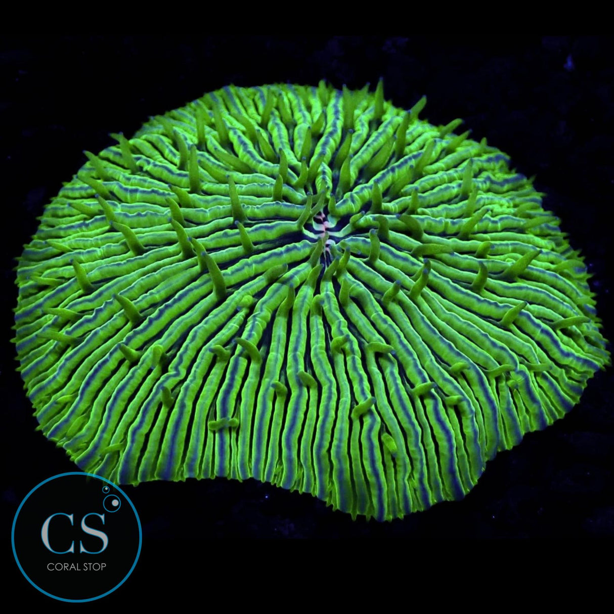 HOLOGRAM PLATE CORAL