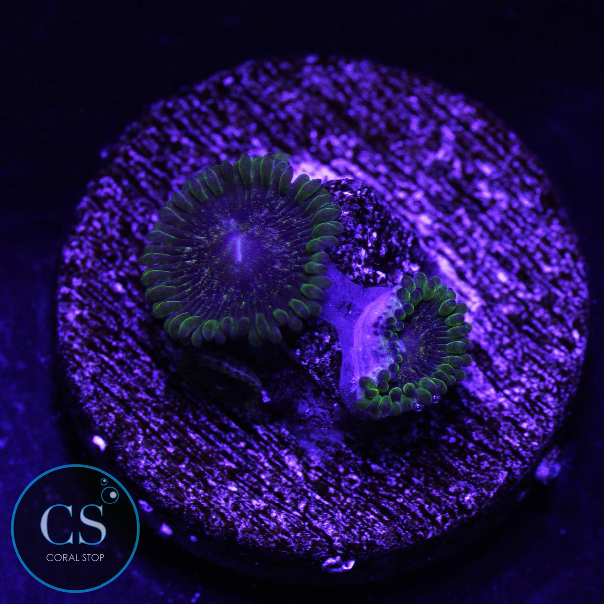IA Purple Velour Zoa