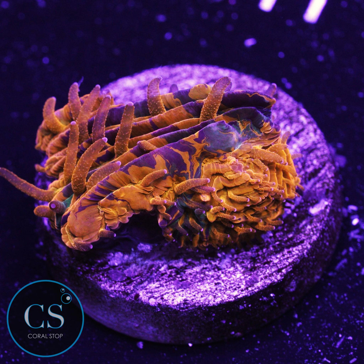 CS New Release Purple Monster Plate