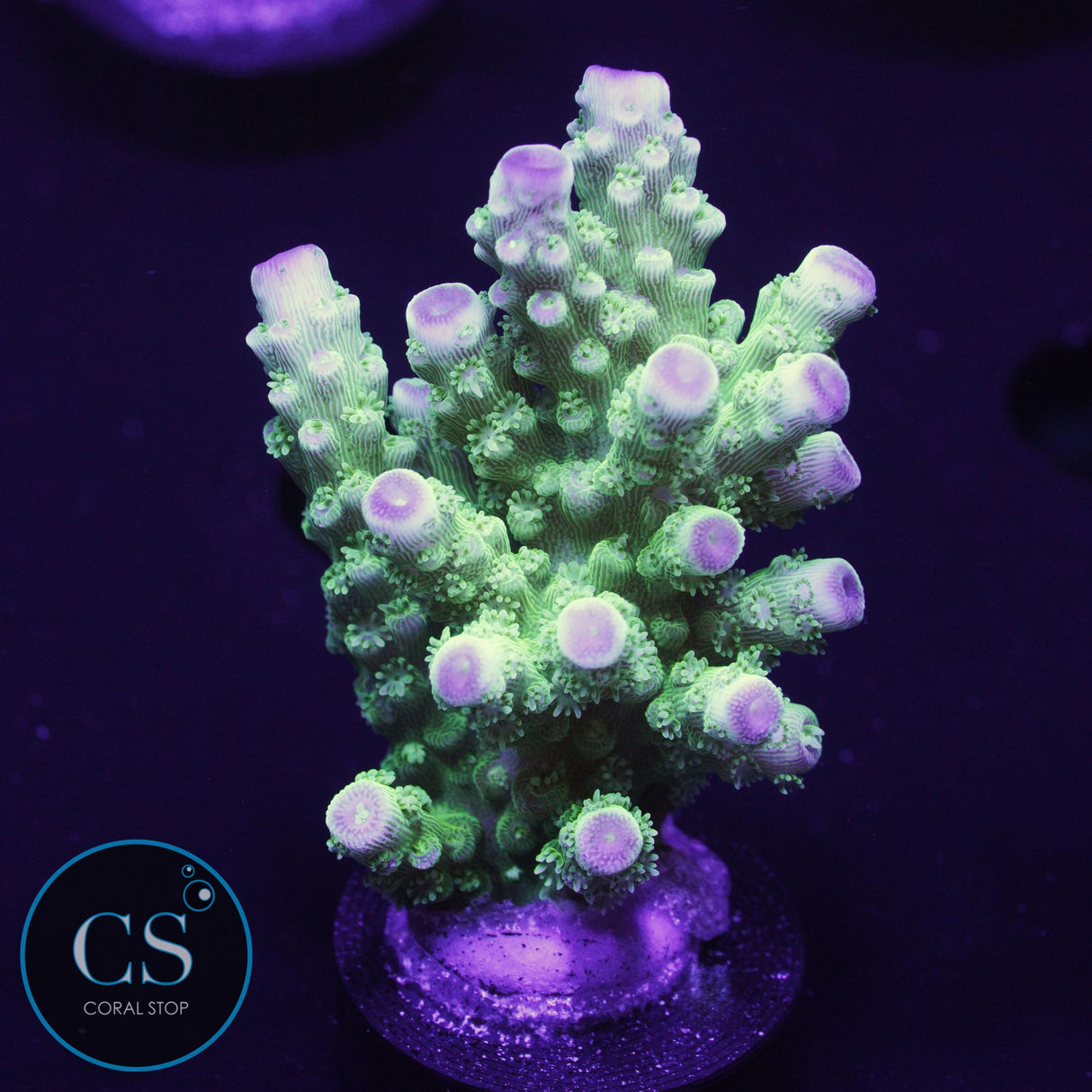 AV99 Orange Crush Acro