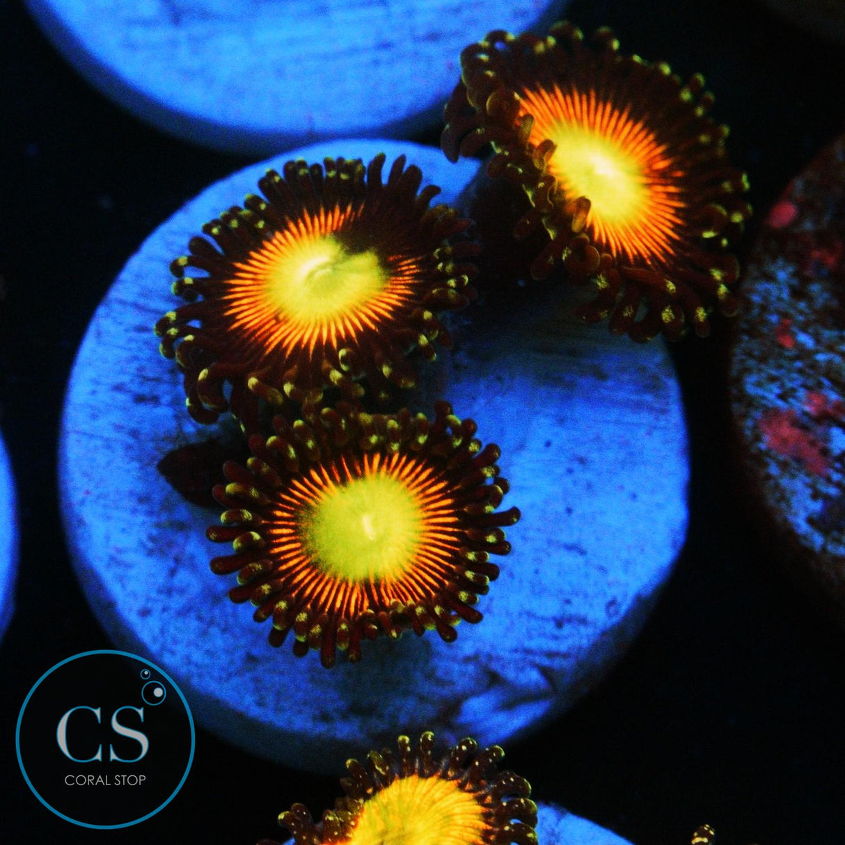 ULTIMATE CAT EYES ZOA